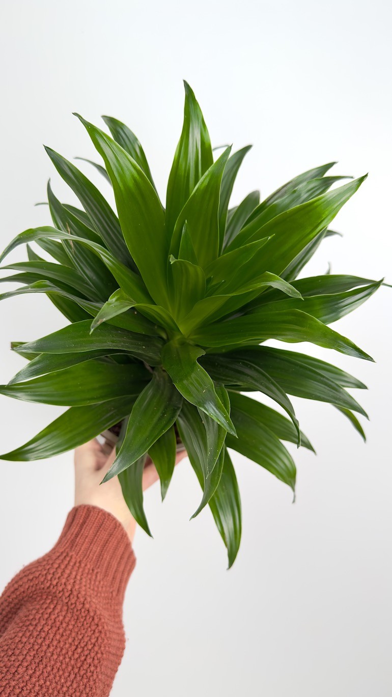 Dracaena fragrans compa – Roślina do Sypialni