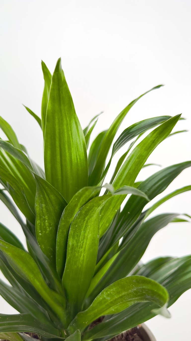 Dracaena fragrans compa – Roślina do Sypialni