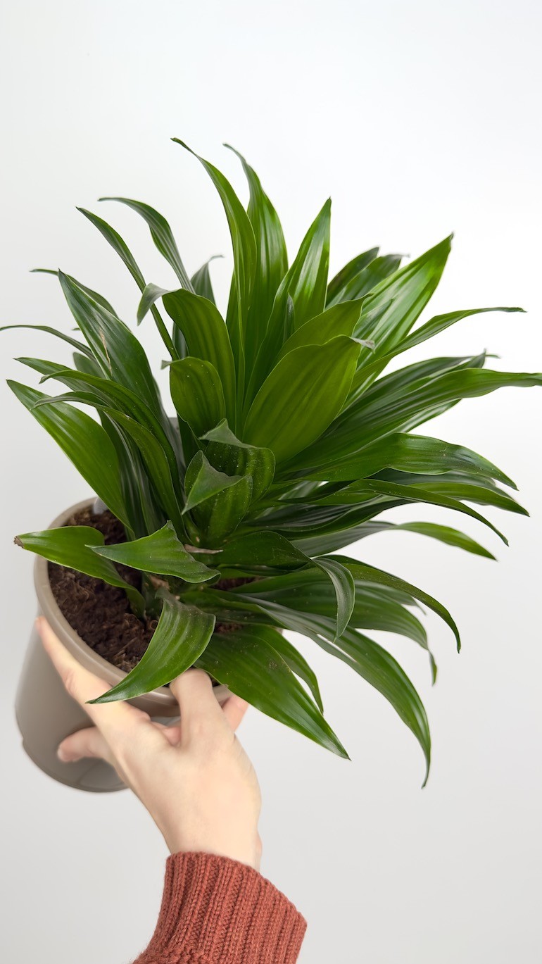 Dracaena fragrans compa – Roślina do Sypialni