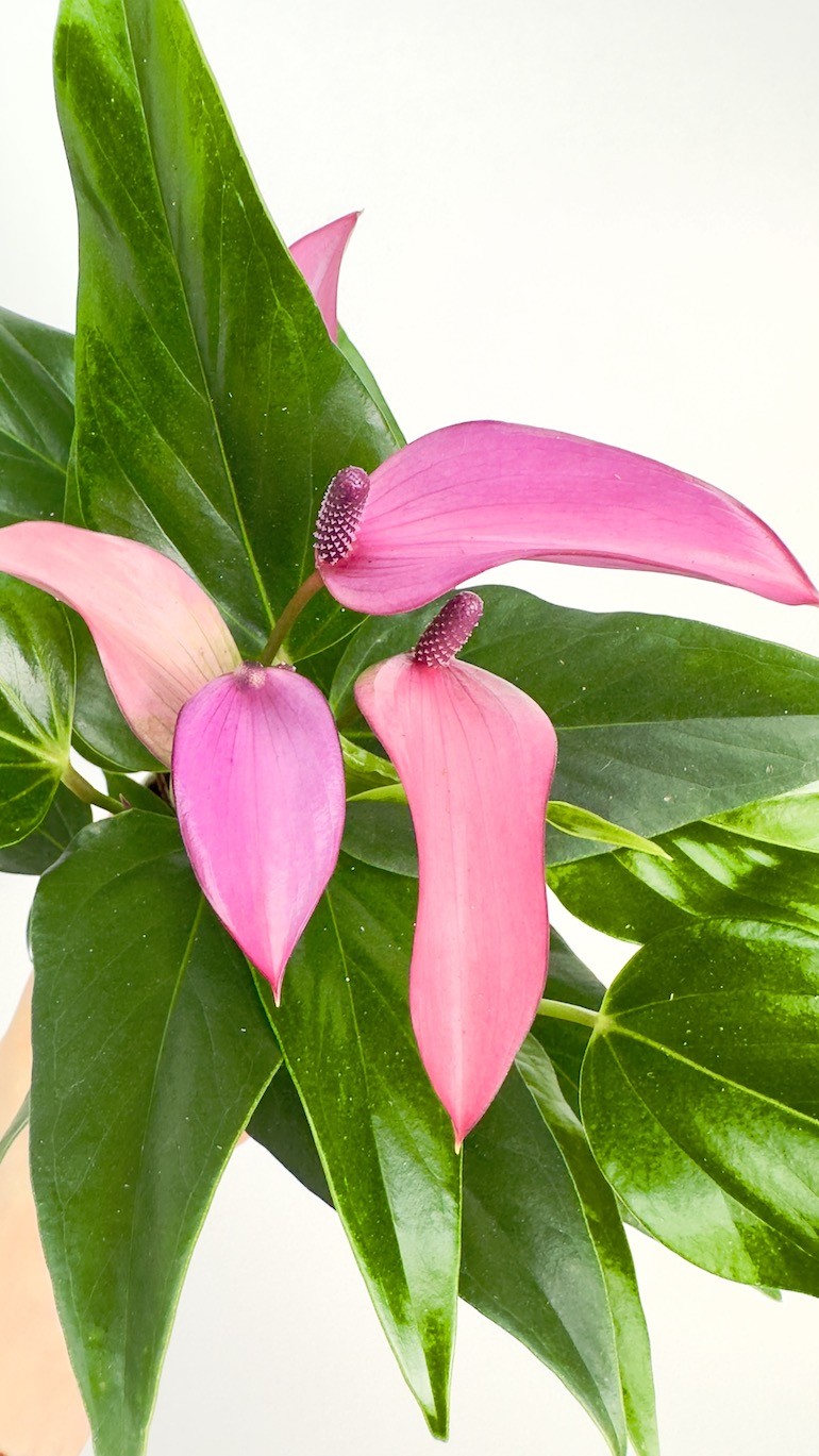 Anthurium Zizou