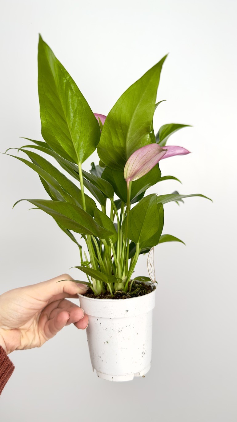 Anthurium Zizou
