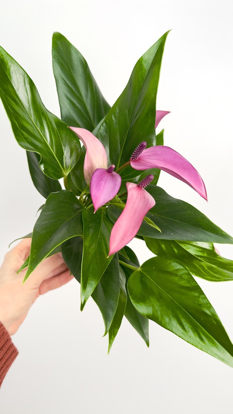 Anthurium Zizou
