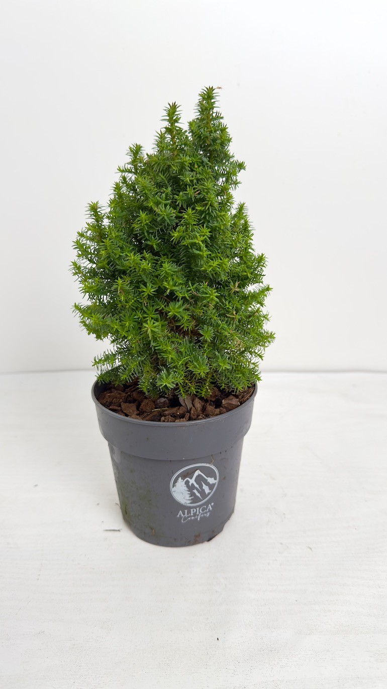 Chamaecyparis thyoides Alpica | Idealne ozdobne Drzewko