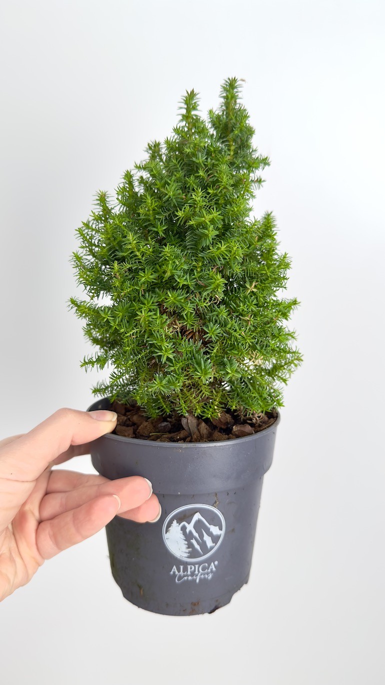 Chamaecyparis thyoides Alpica | Idealne ozdobne Drzewko
