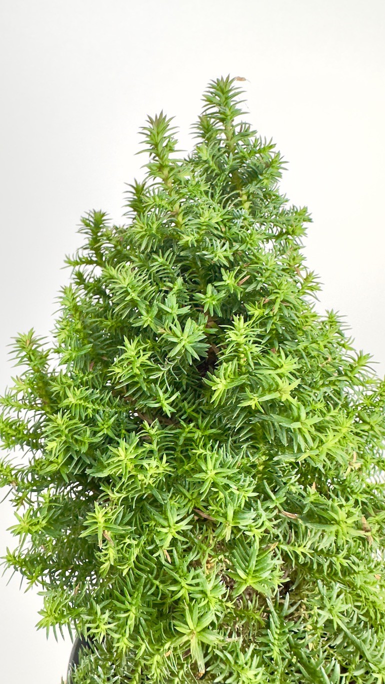 Chamaecyparis thyoides Alpica | Idealne ozdobne Drzewko