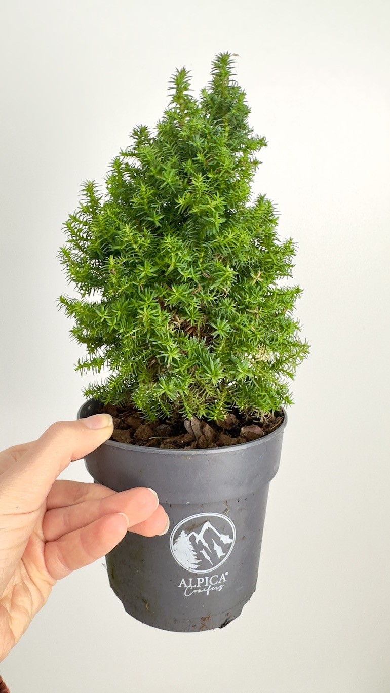 Chamaecyparis thyoides Alpica | Idealne ozdobne Drzewko