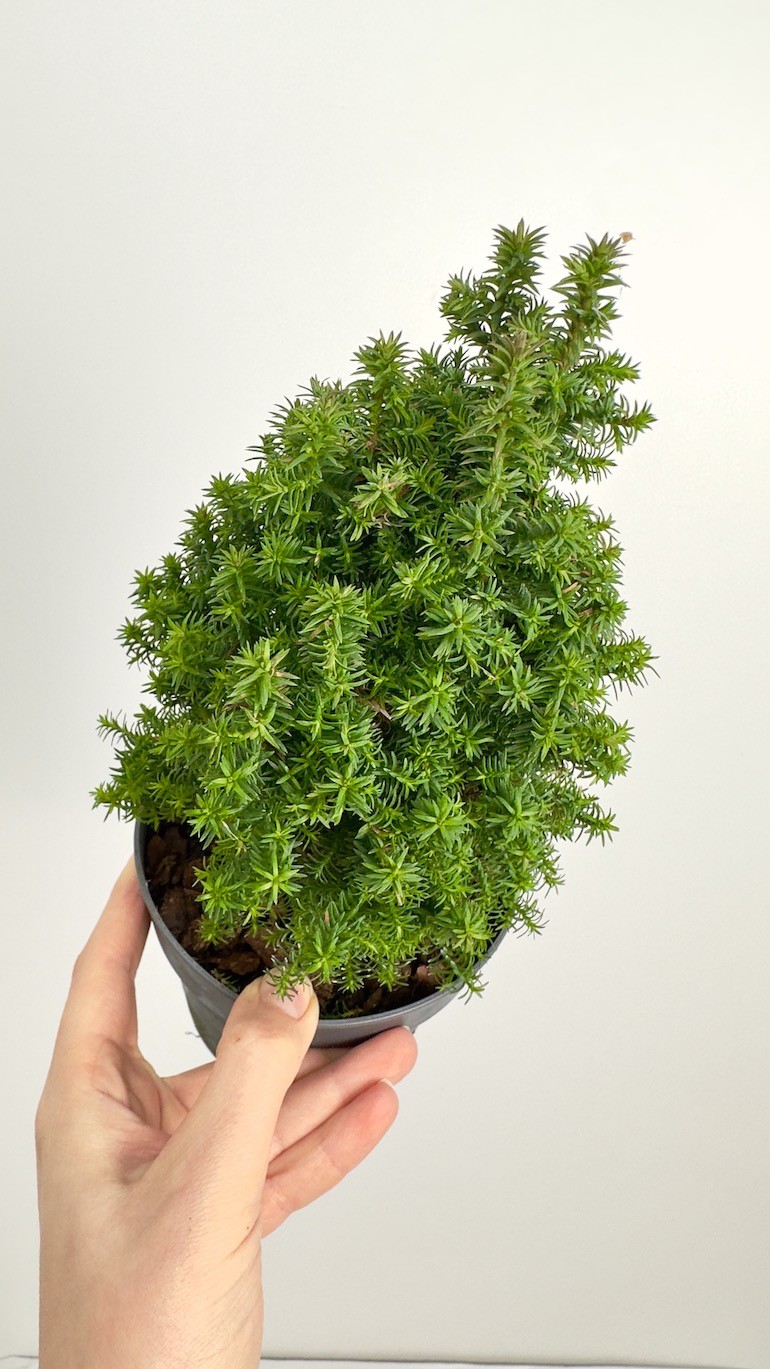 Chamaecyparis thyoides Alpica | Idealne ozdobne Drzewko