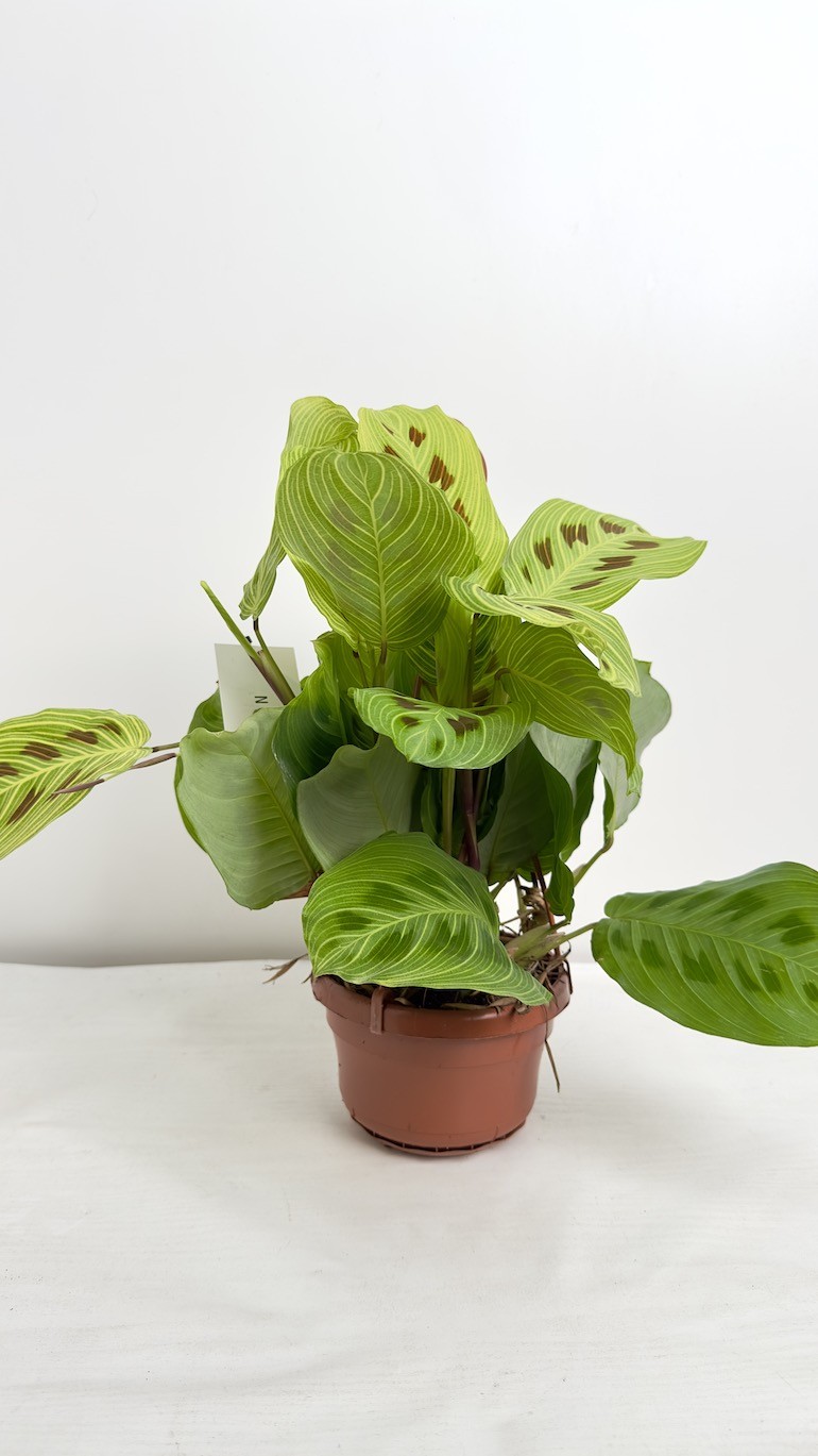 Maranta Light Veins | Sadzonka Cięta
