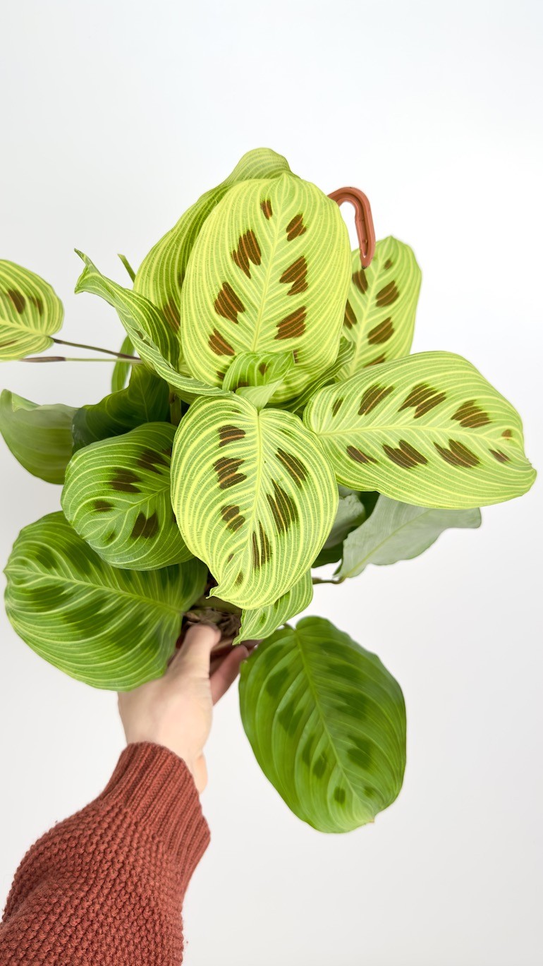 Maranta Light Veins | Sadzonka Cięta