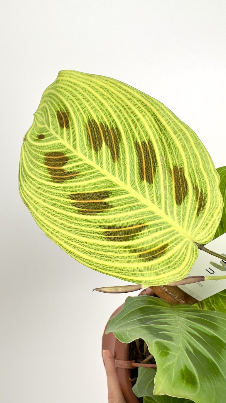 Maranta Light Veins | Sadzonka Cięta