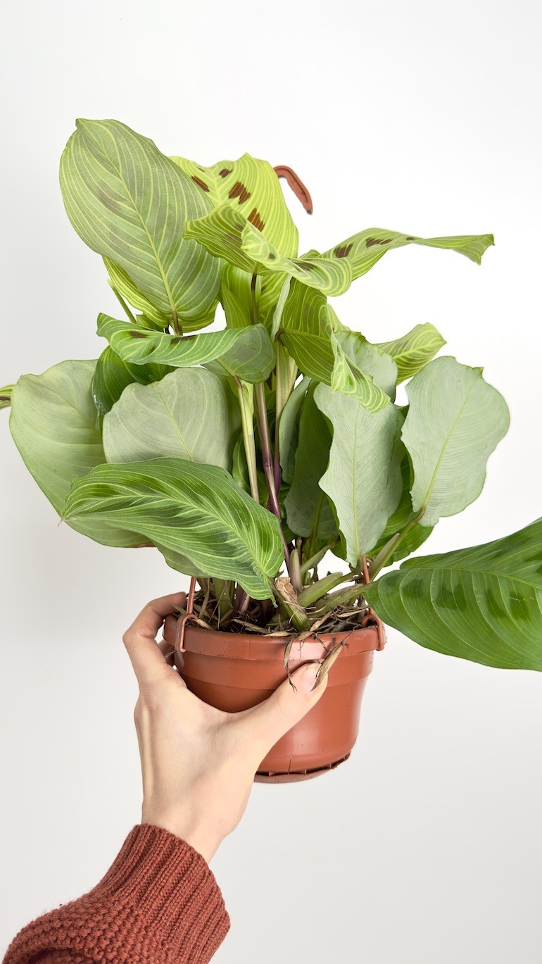 Maranta Light Veins | Sadzonka Cięta