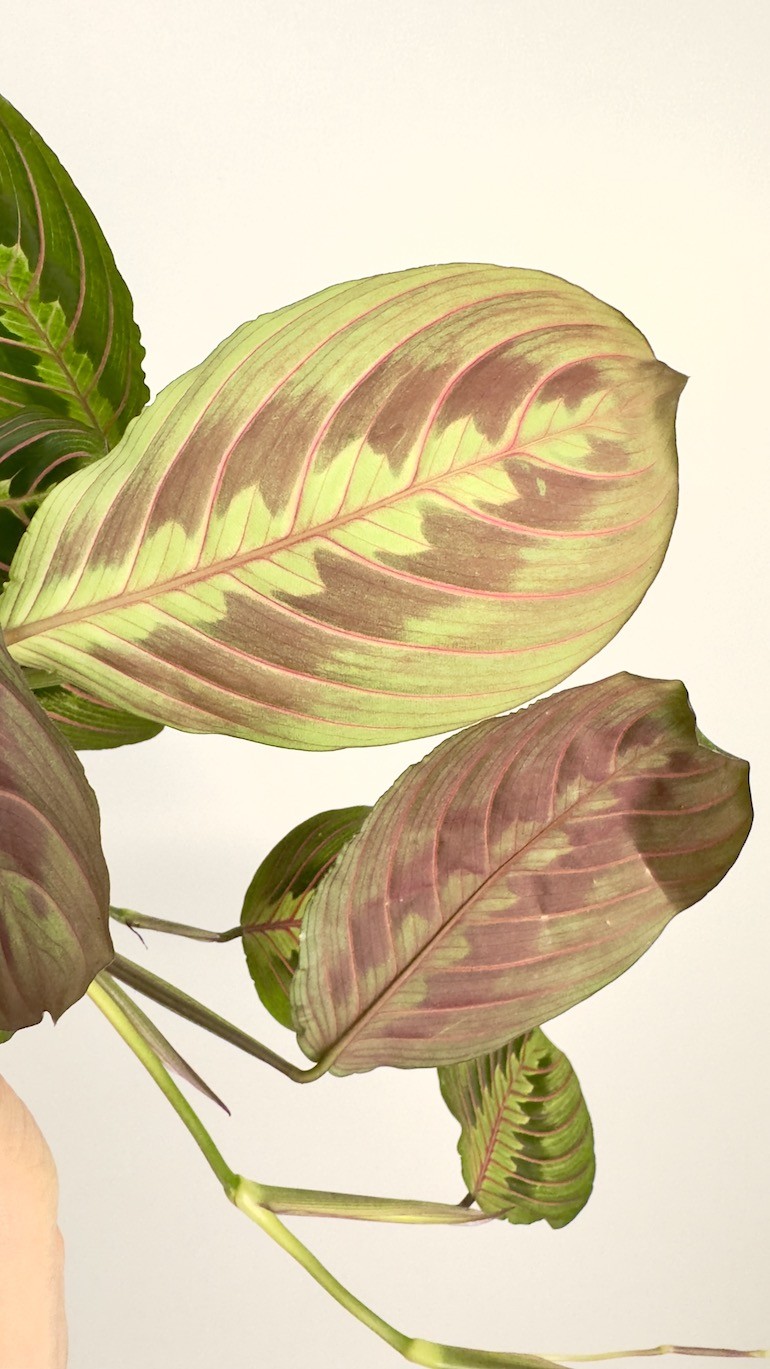 Maranta leuconeura ‘Fascinator Tricolor’