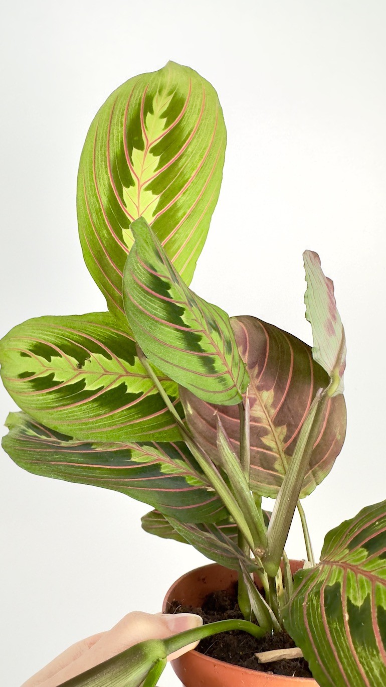 Maranta leuconeura ‘Fascinator Tricolor’
