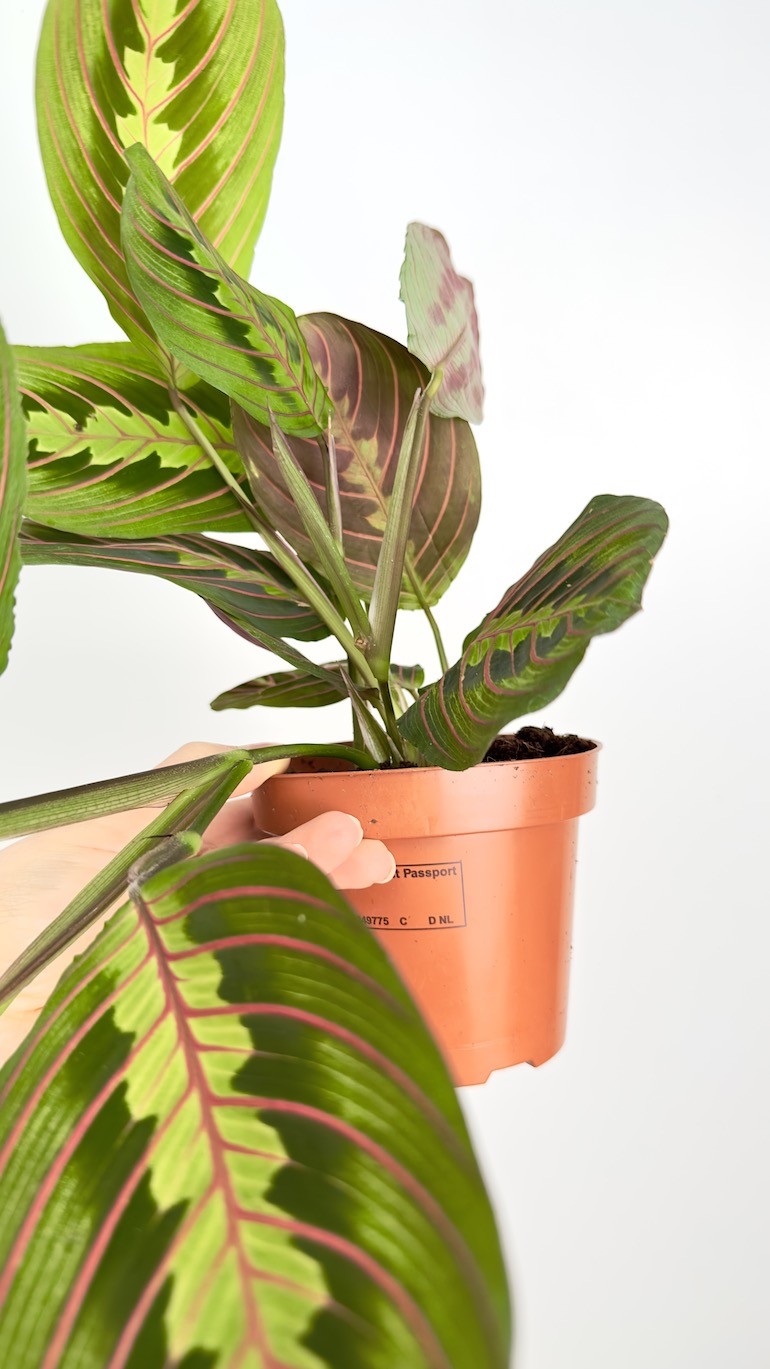 Maranta leuconeura ‘Fascinator Tricolor’