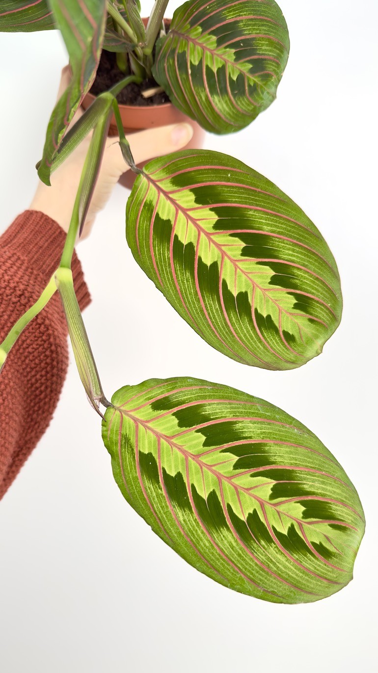 Maranta leuconeura ‘Fascinator Tricolor’