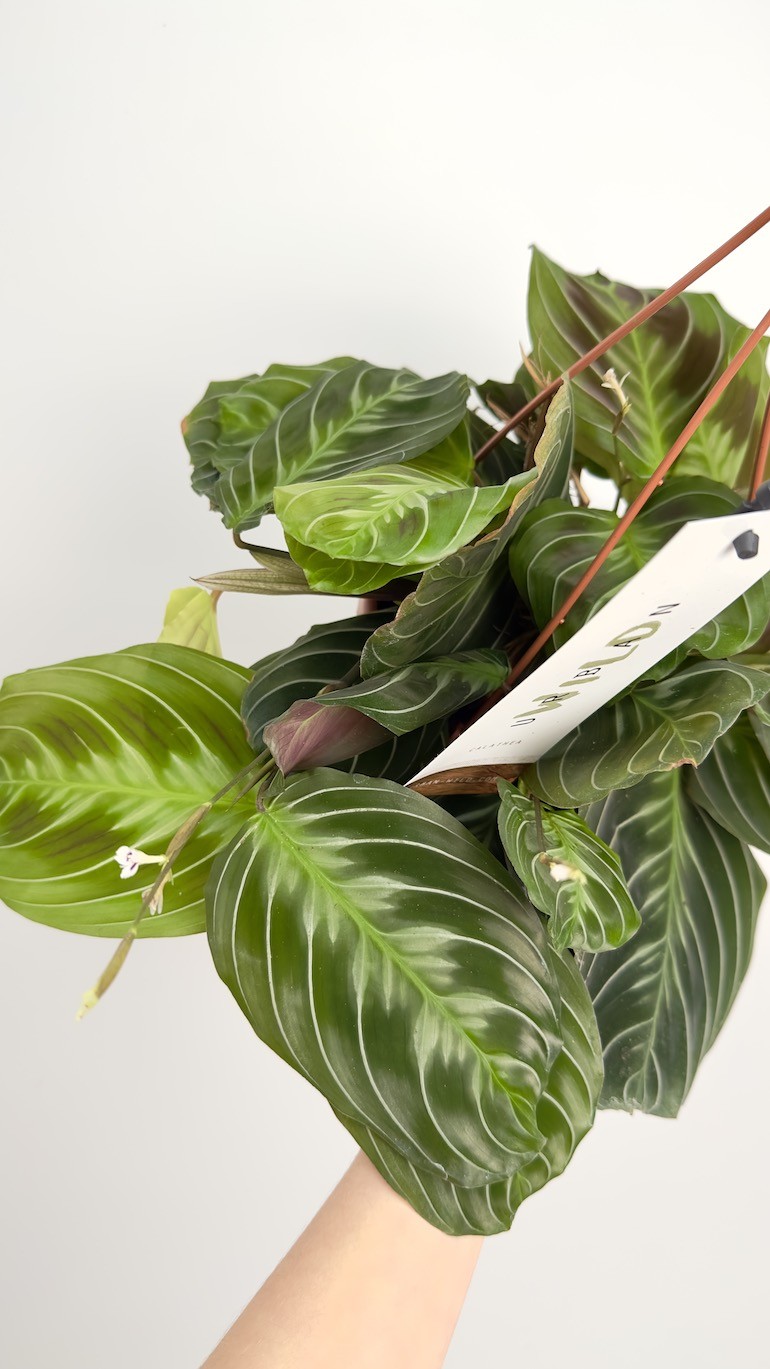 Maranta Cat Mustache | Sadzonka Cięta