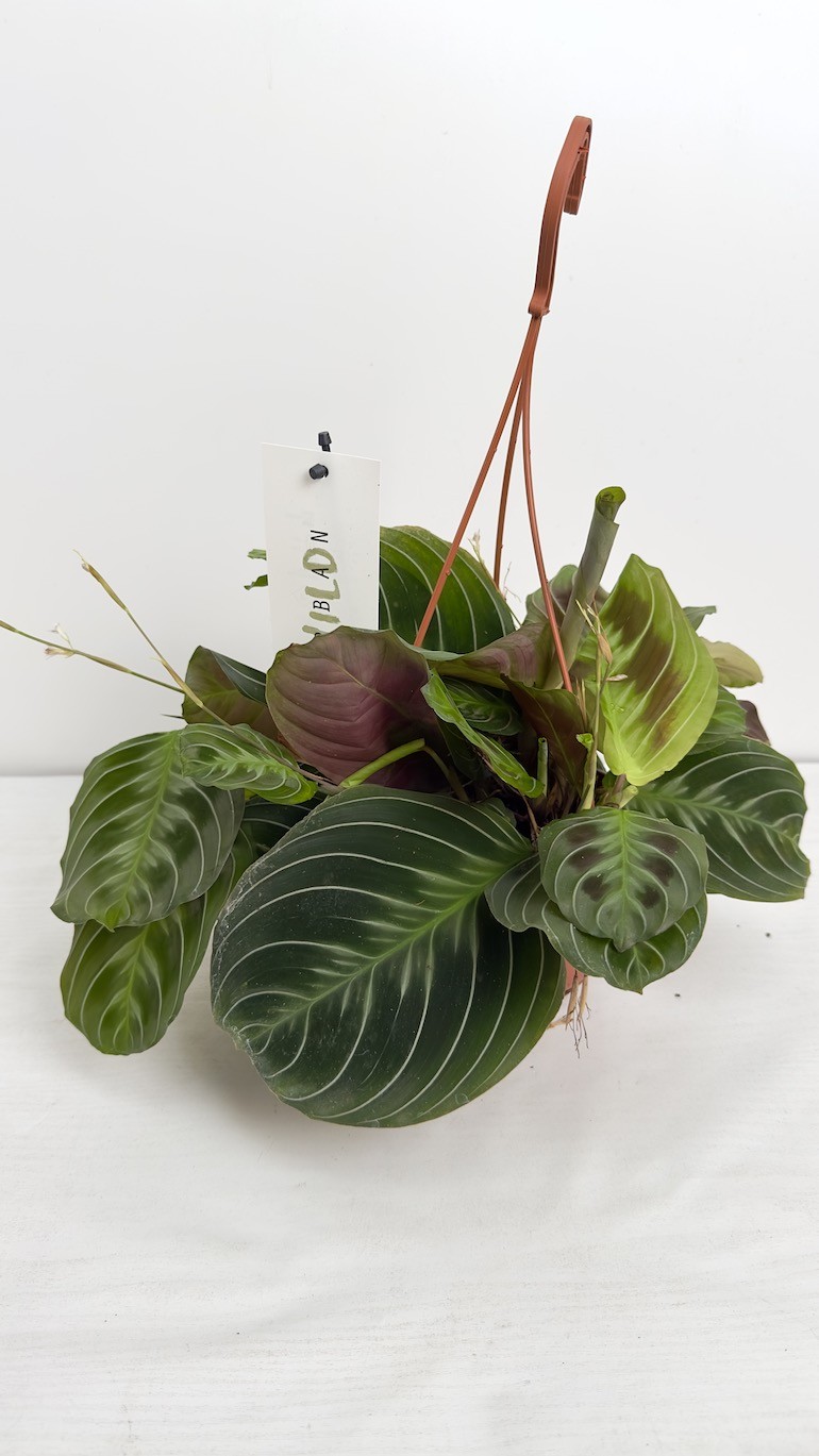 Maranta Cat Mustache | Sadzonka Cięta