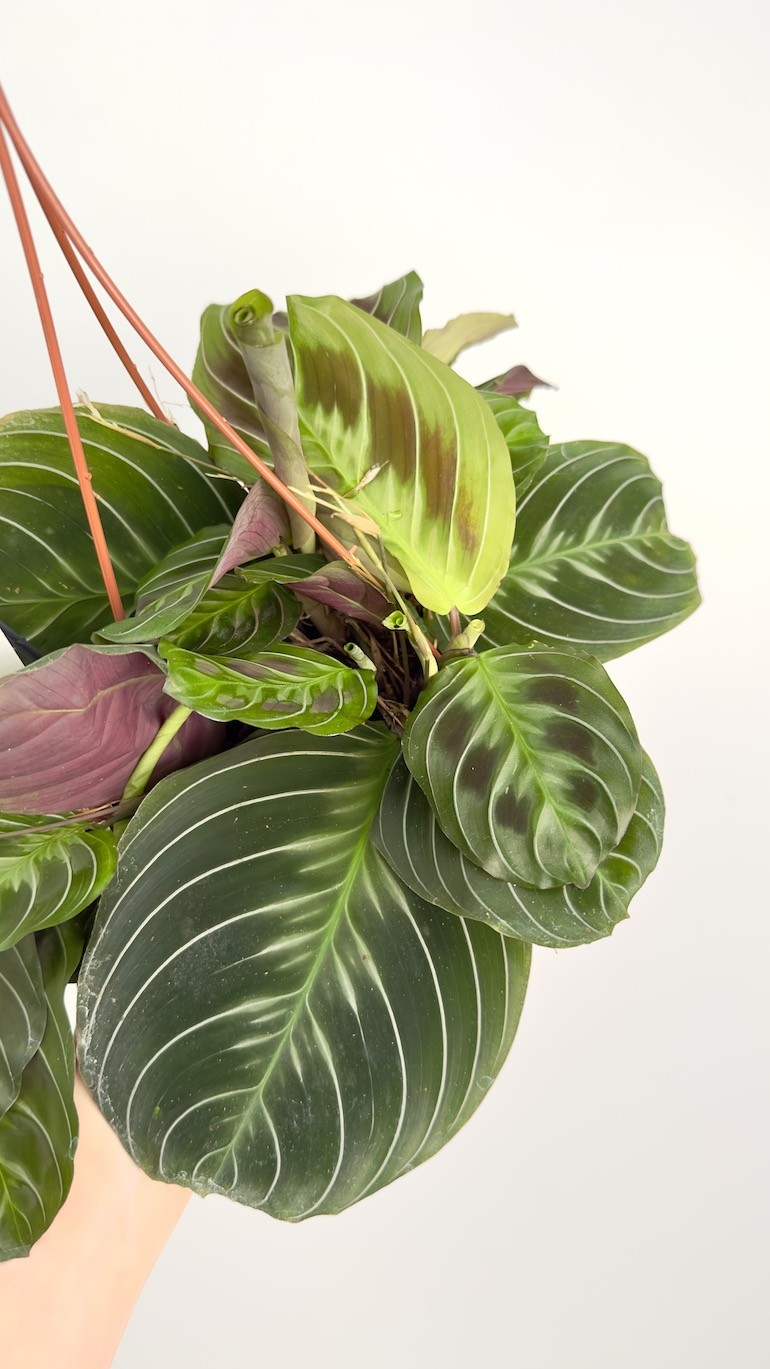 Maranta Cat Mustache | Sadzonka Cięta