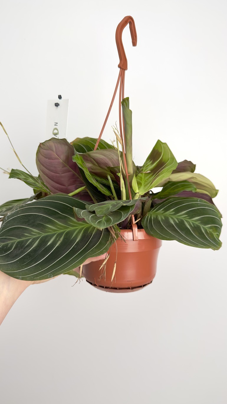 Maranta Cat Mustache | Sadzonka Cięta