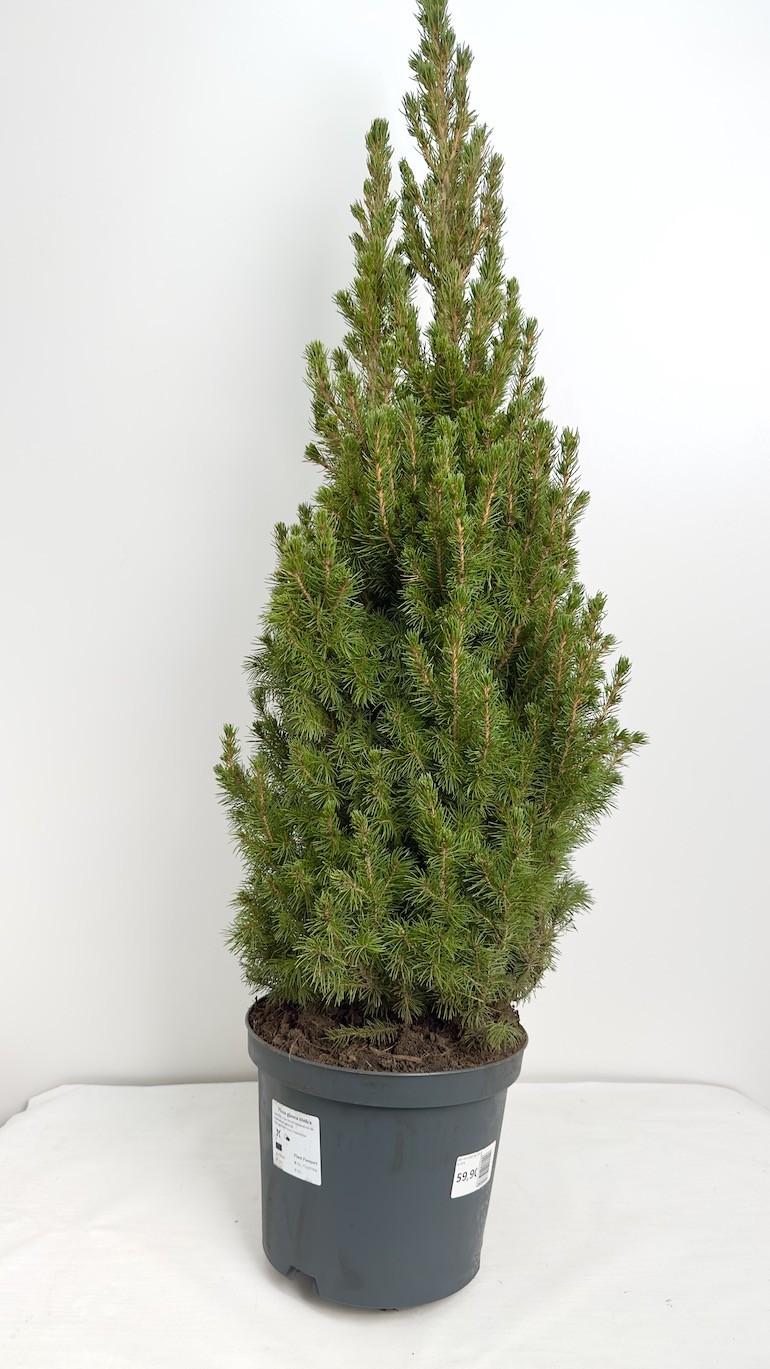 Picea Glauca Conica | Świerk Biały