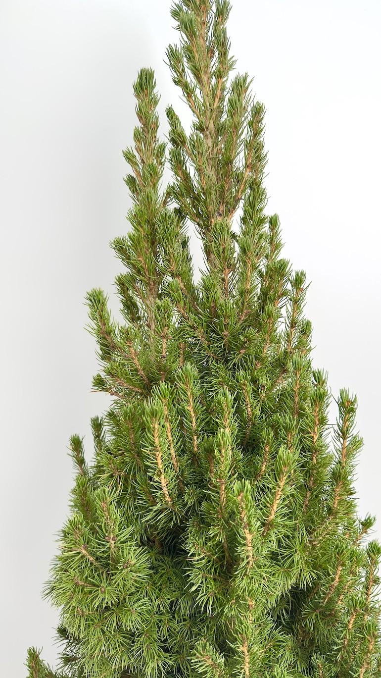 Picea Glauca Conica | Świerk Biały