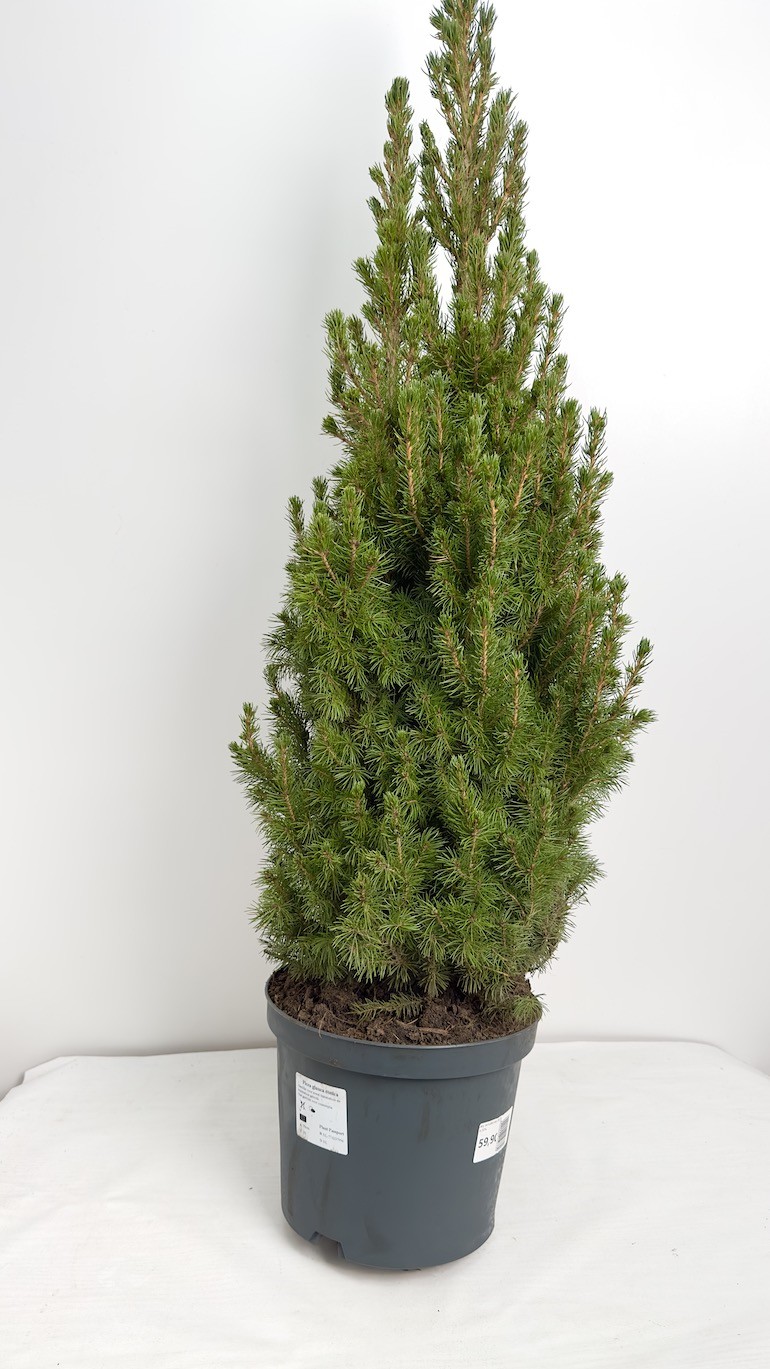 Picea Glauca Conica | Świerk Biały