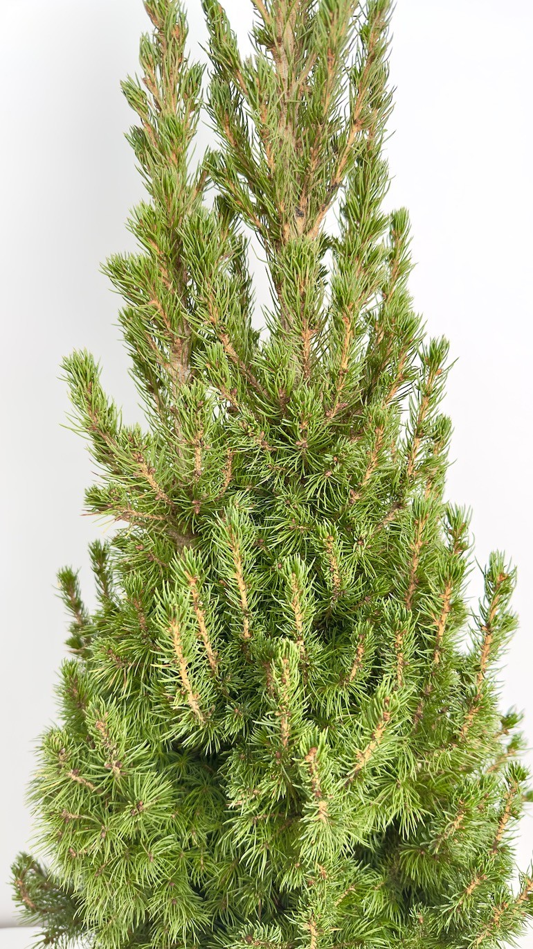 Picea Glauca Conica | Świerk Biały