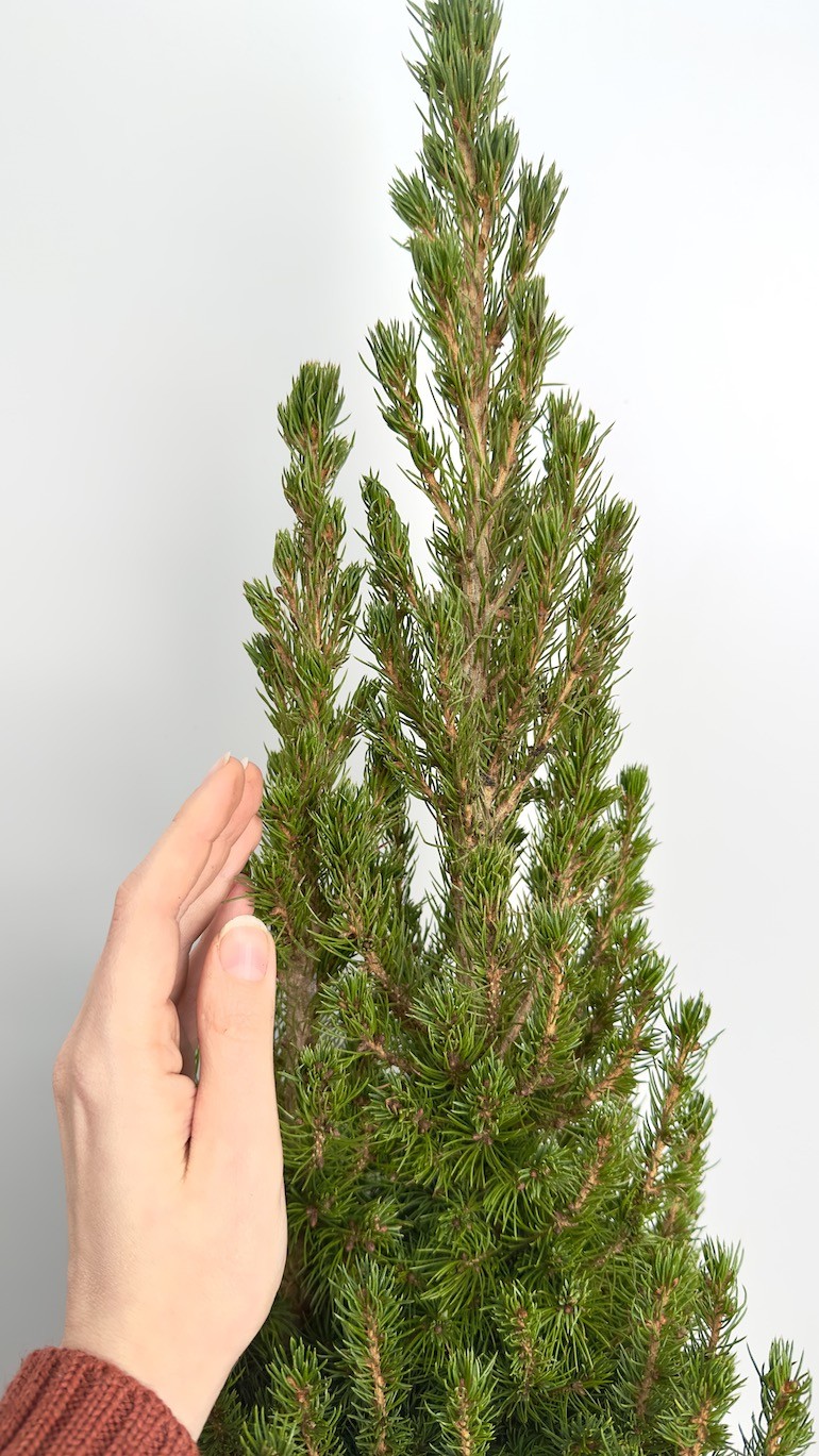 Picea Glauca Conica | Świerk Biały