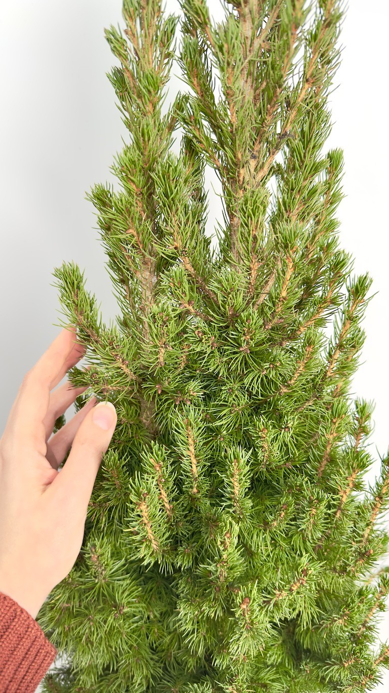Picea Glauca Conica | Świerk Biały