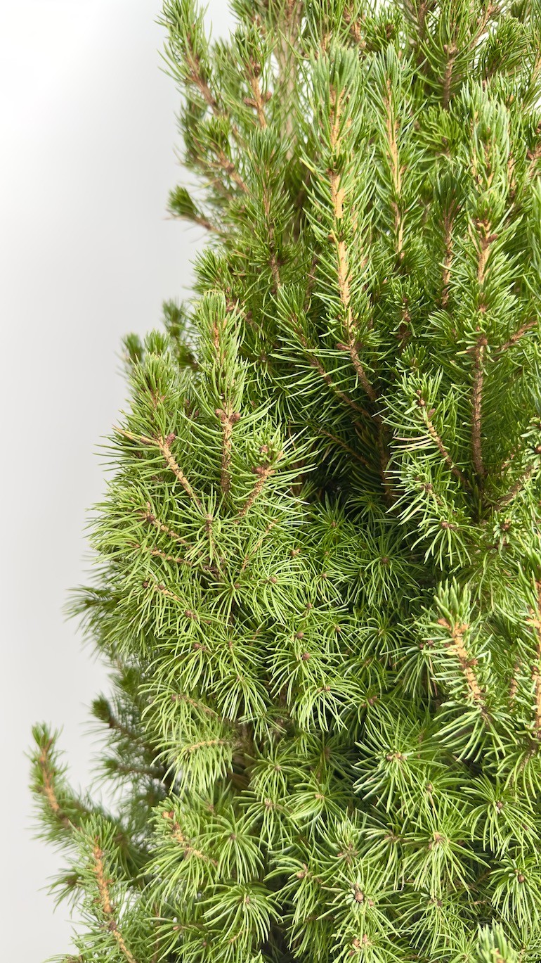 Picea Glauca Conica | Świerk Biały