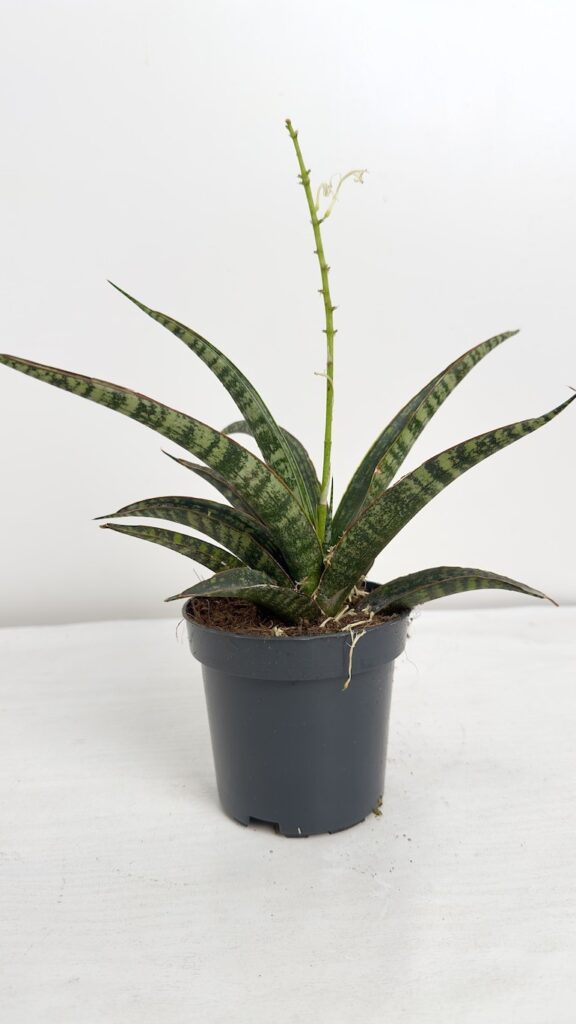 Sansevieria Fisheri
