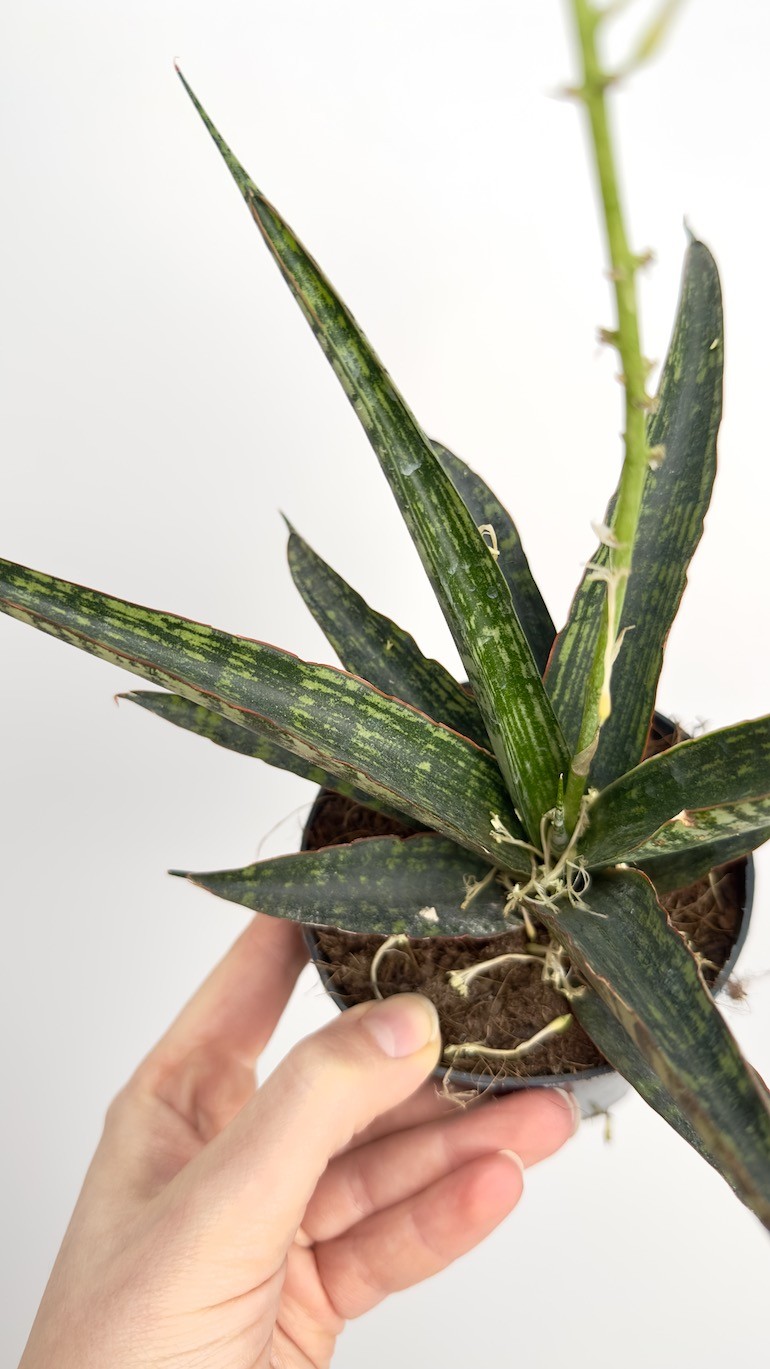 Sansevieria Fisheri