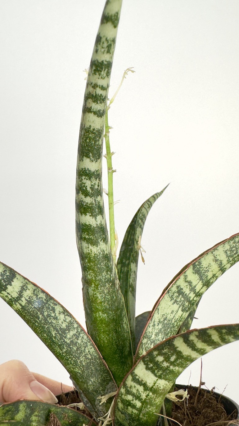 Sansevieria Fisheri