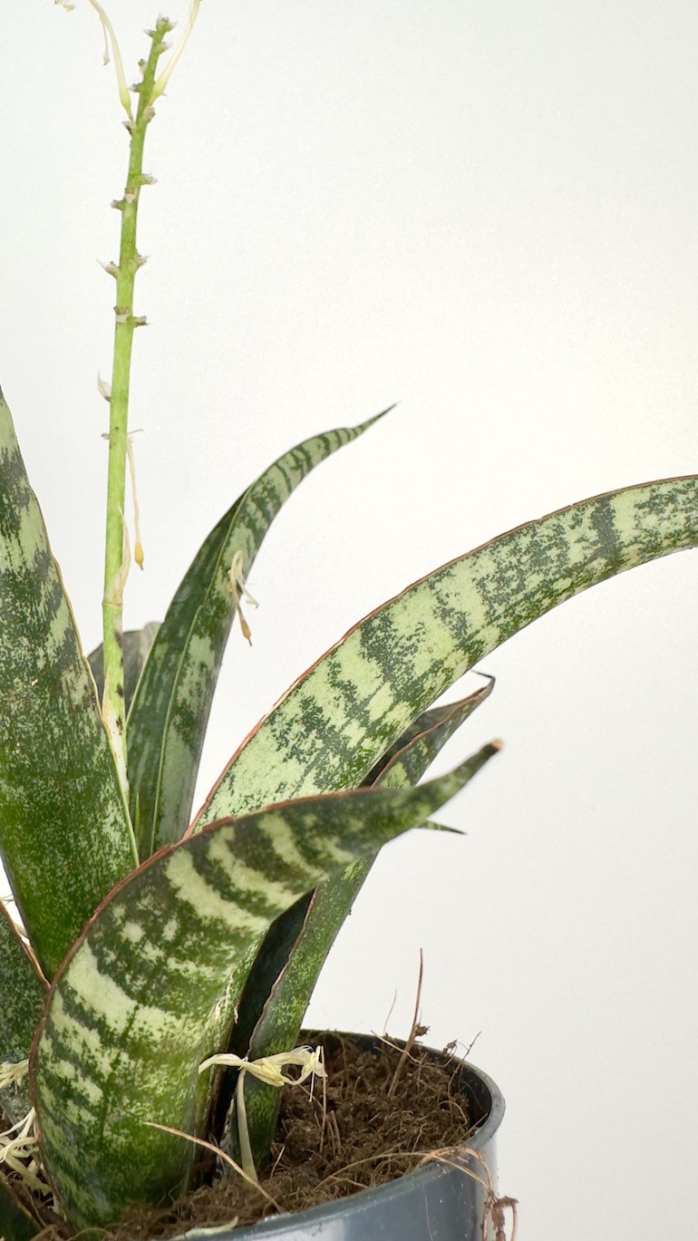 Sansevieria Fisheri