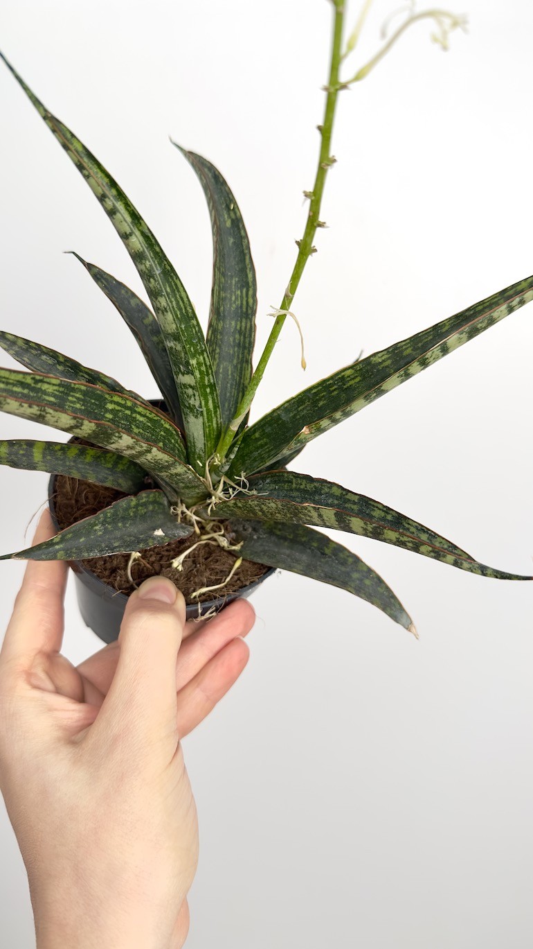 Sansevieria Fisheri
