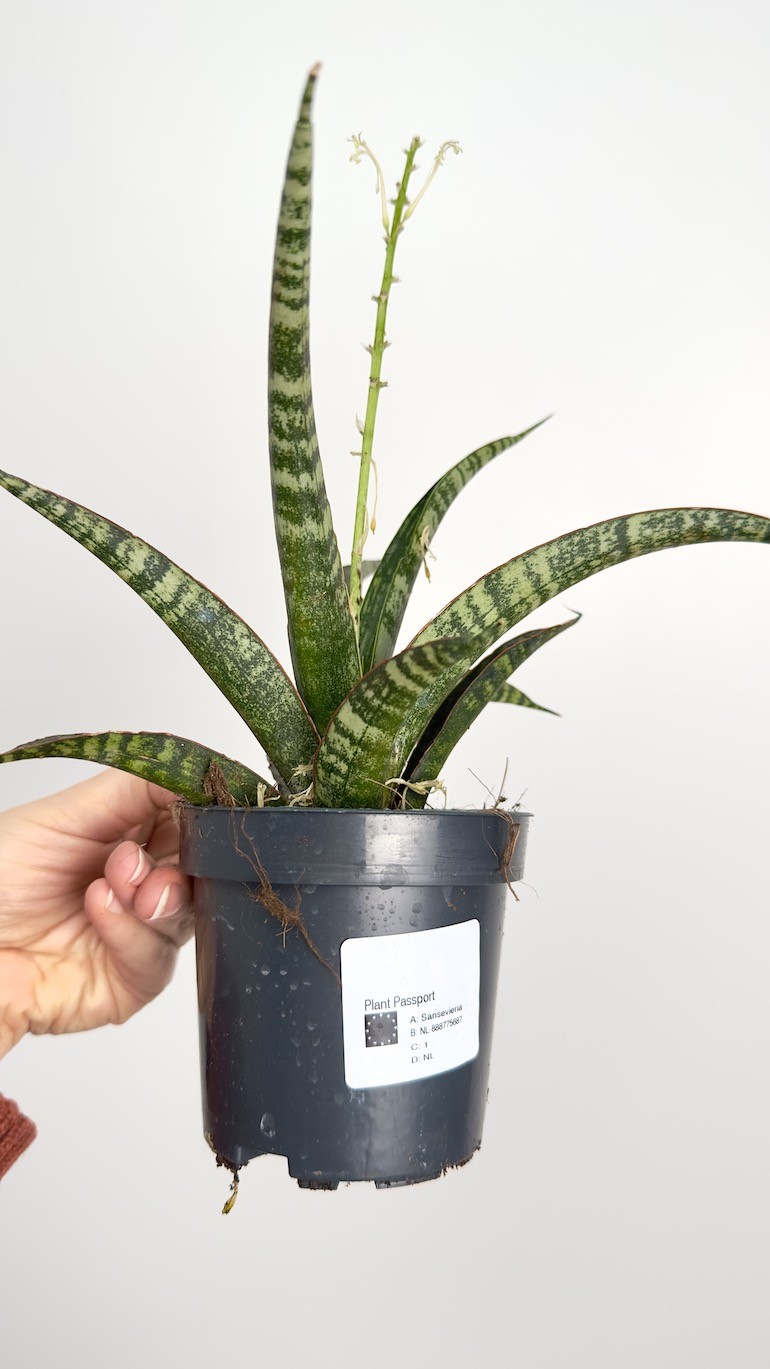 Sansevieria Fisheri