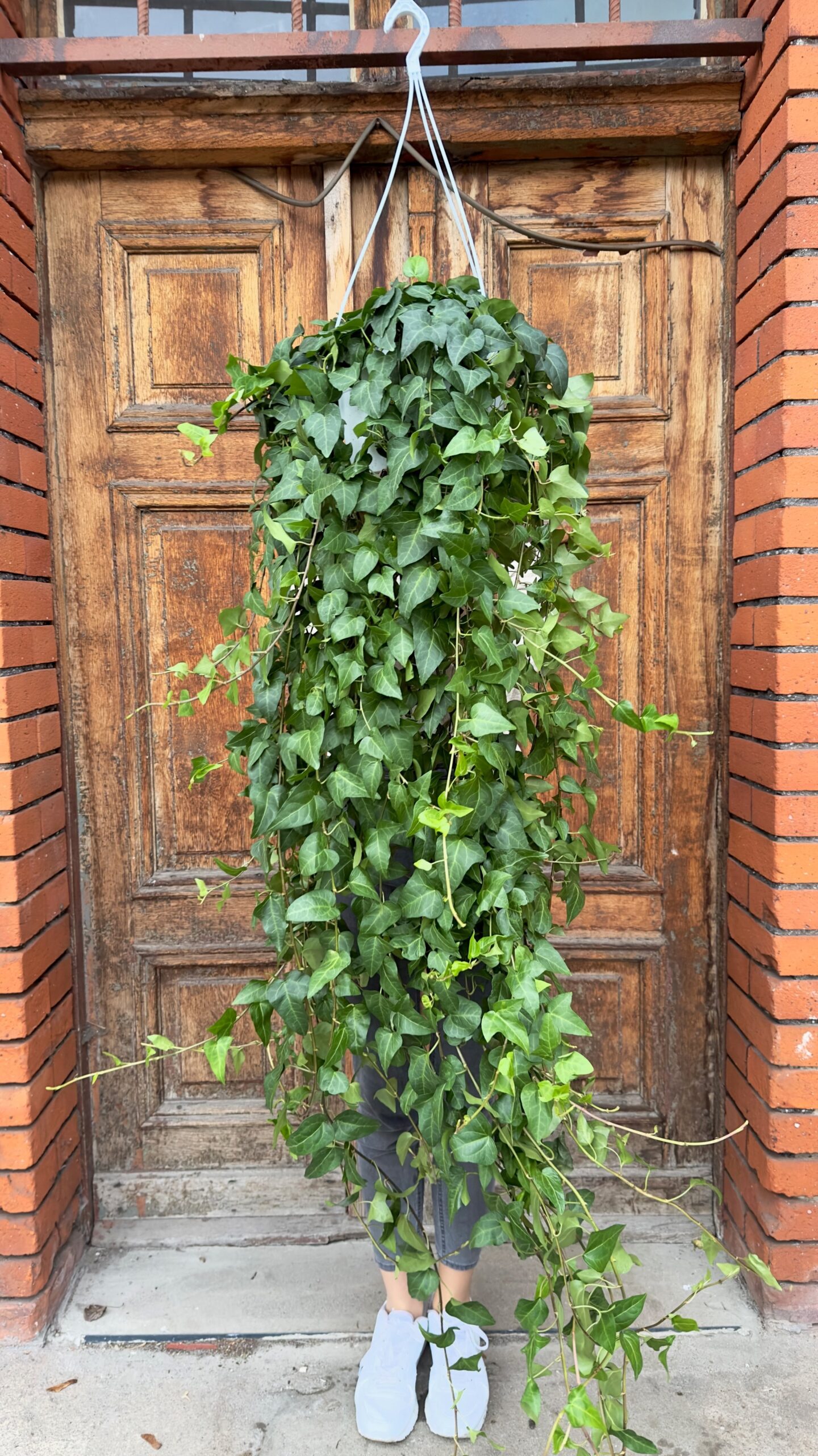 Hedera Mein Herz XL