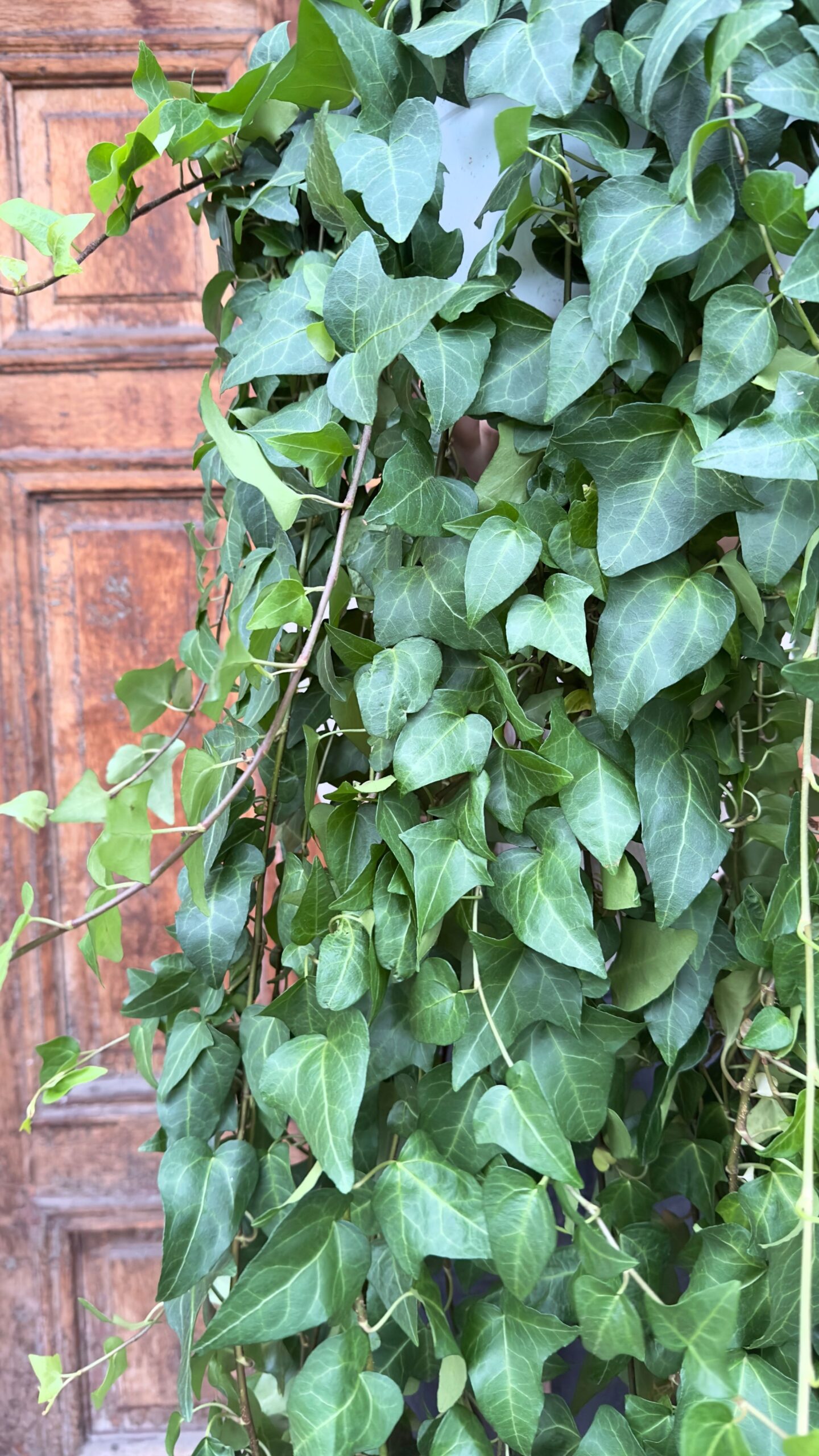 Hedera Mein Herz XL
