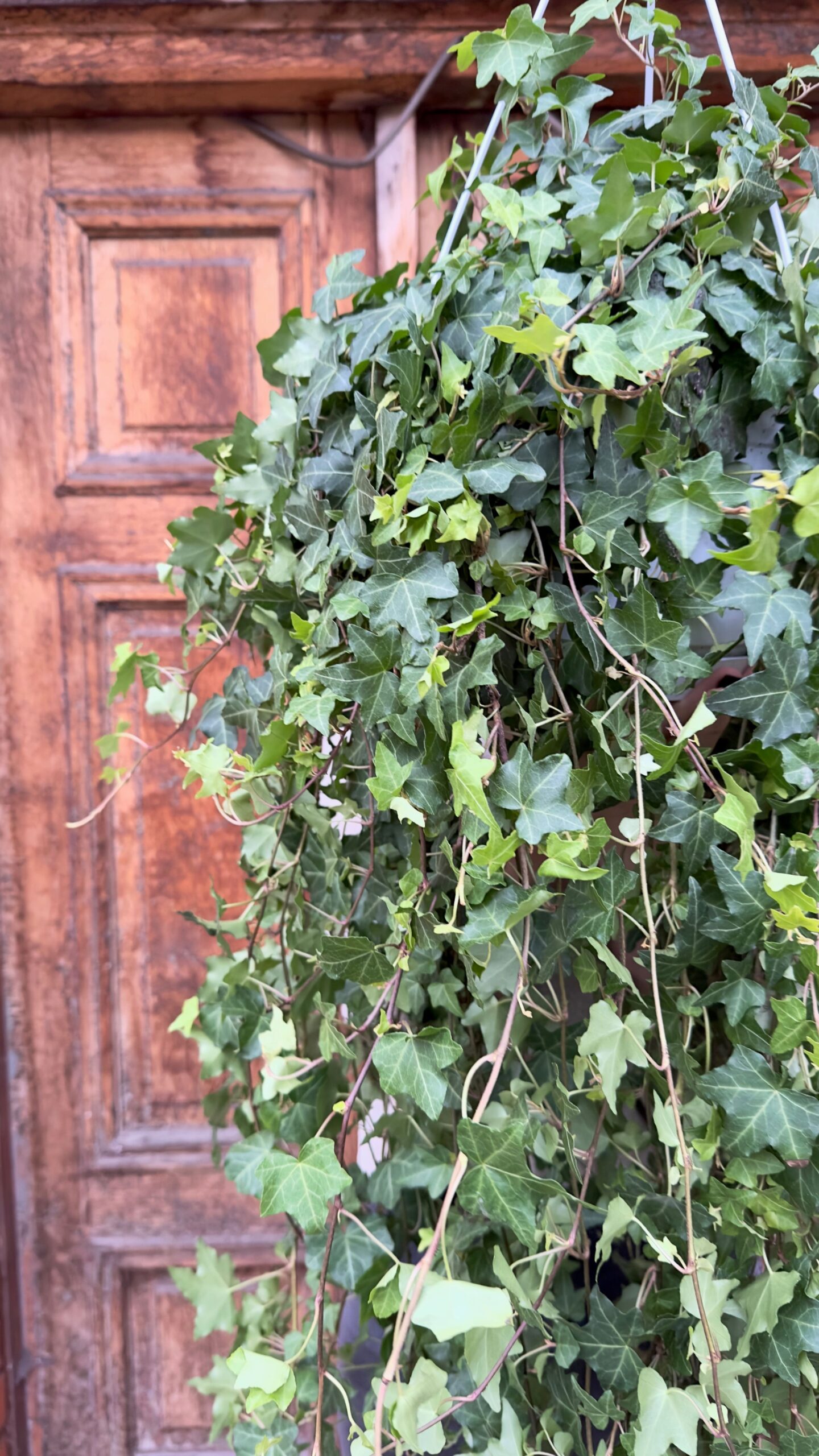 Hedera helix Wonder (Duża)