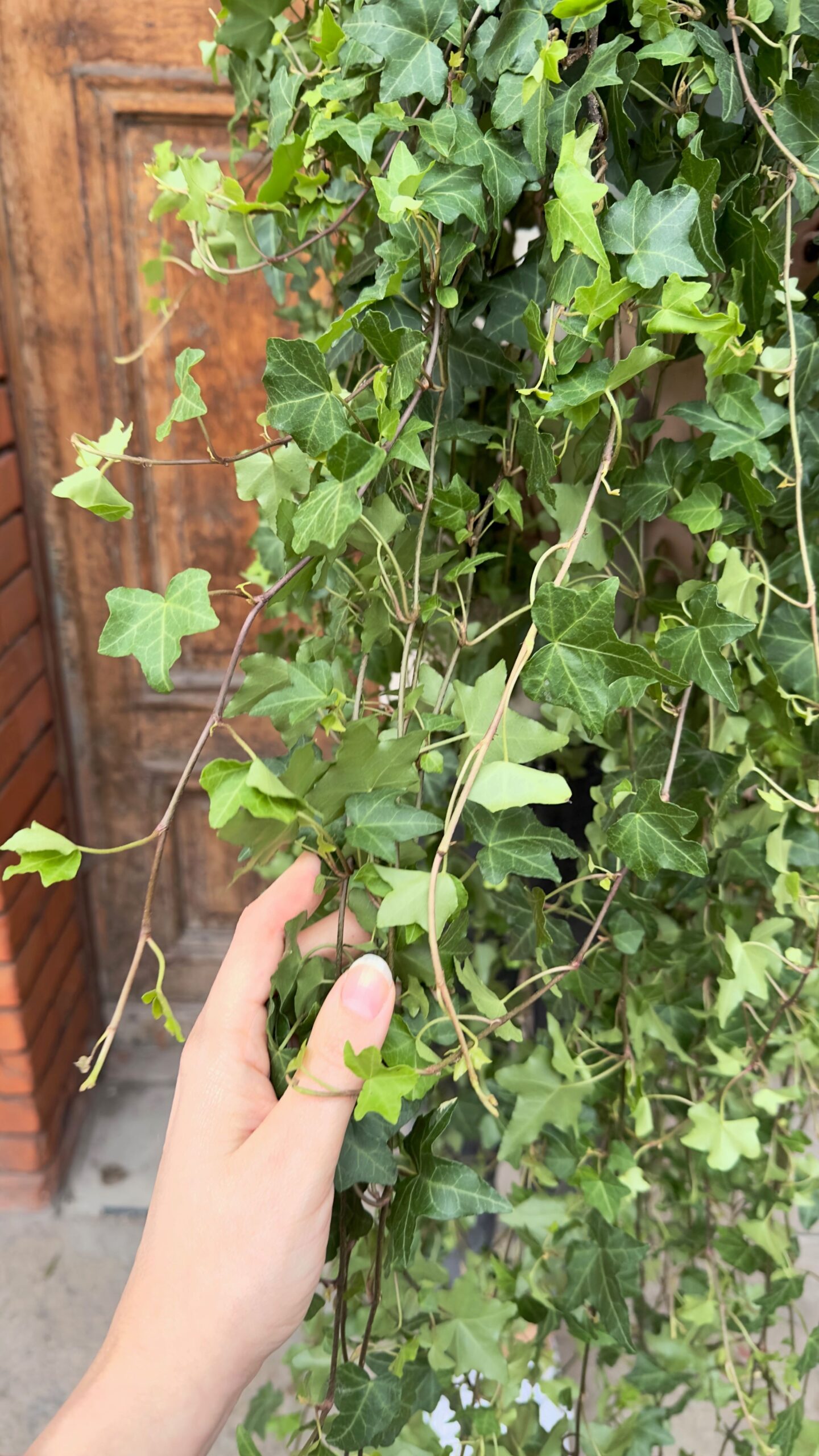 Hedera helix Wonder (Duża)