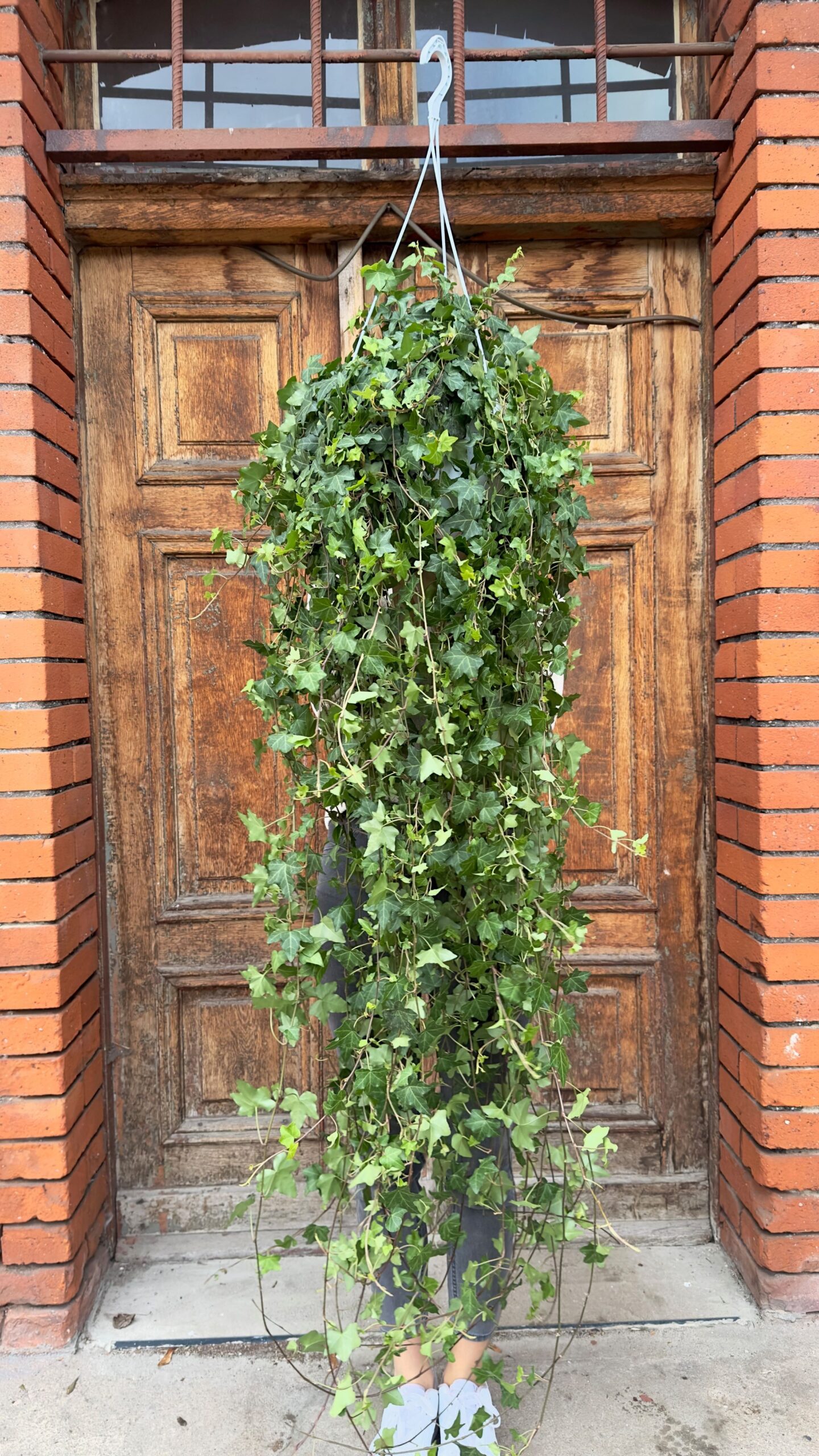 Hedera helix Wonder (Duża)
