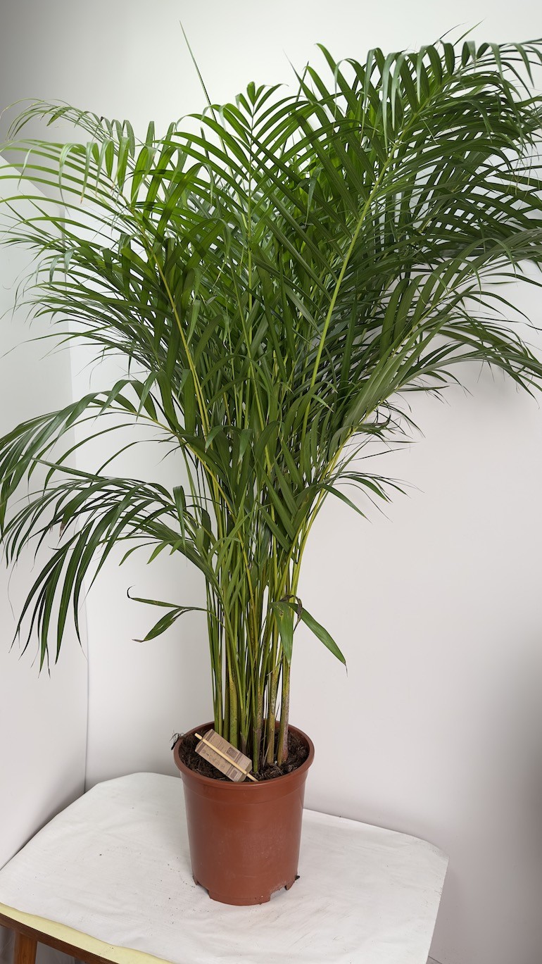 Areca Dypsis lutescens Palma
