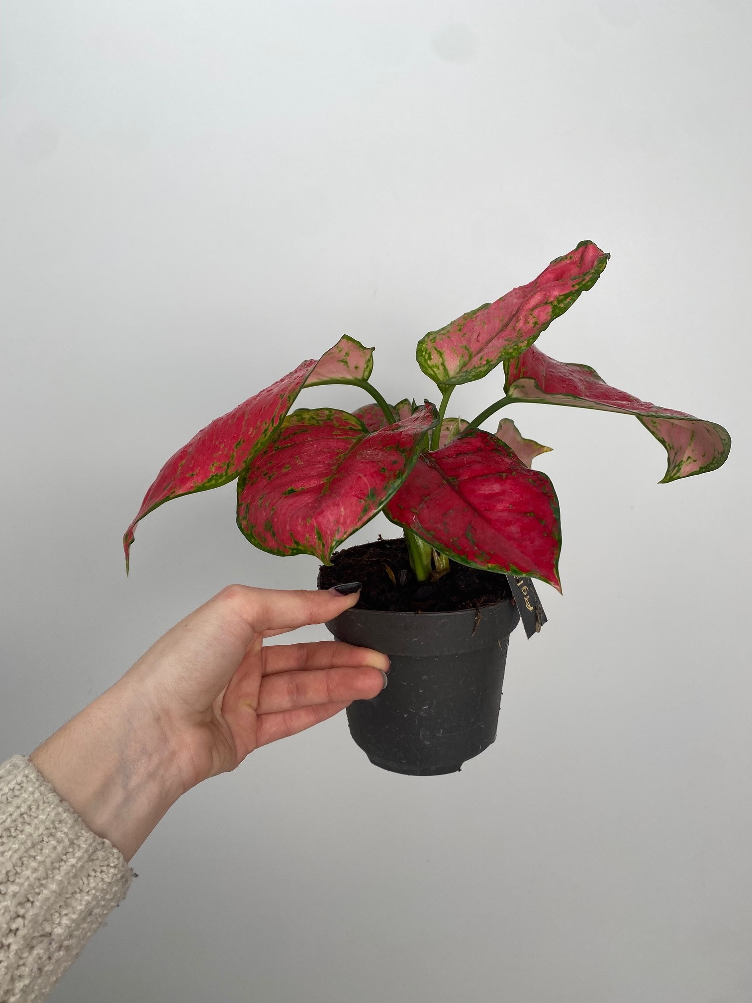 Aglaonema Red