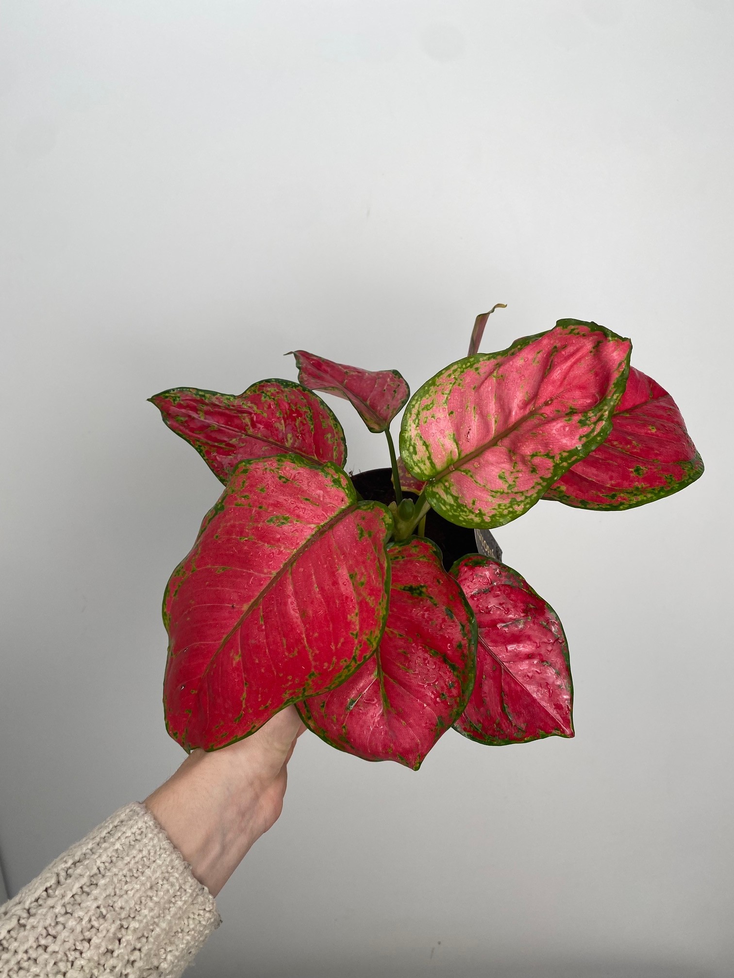 Aglaonema Red