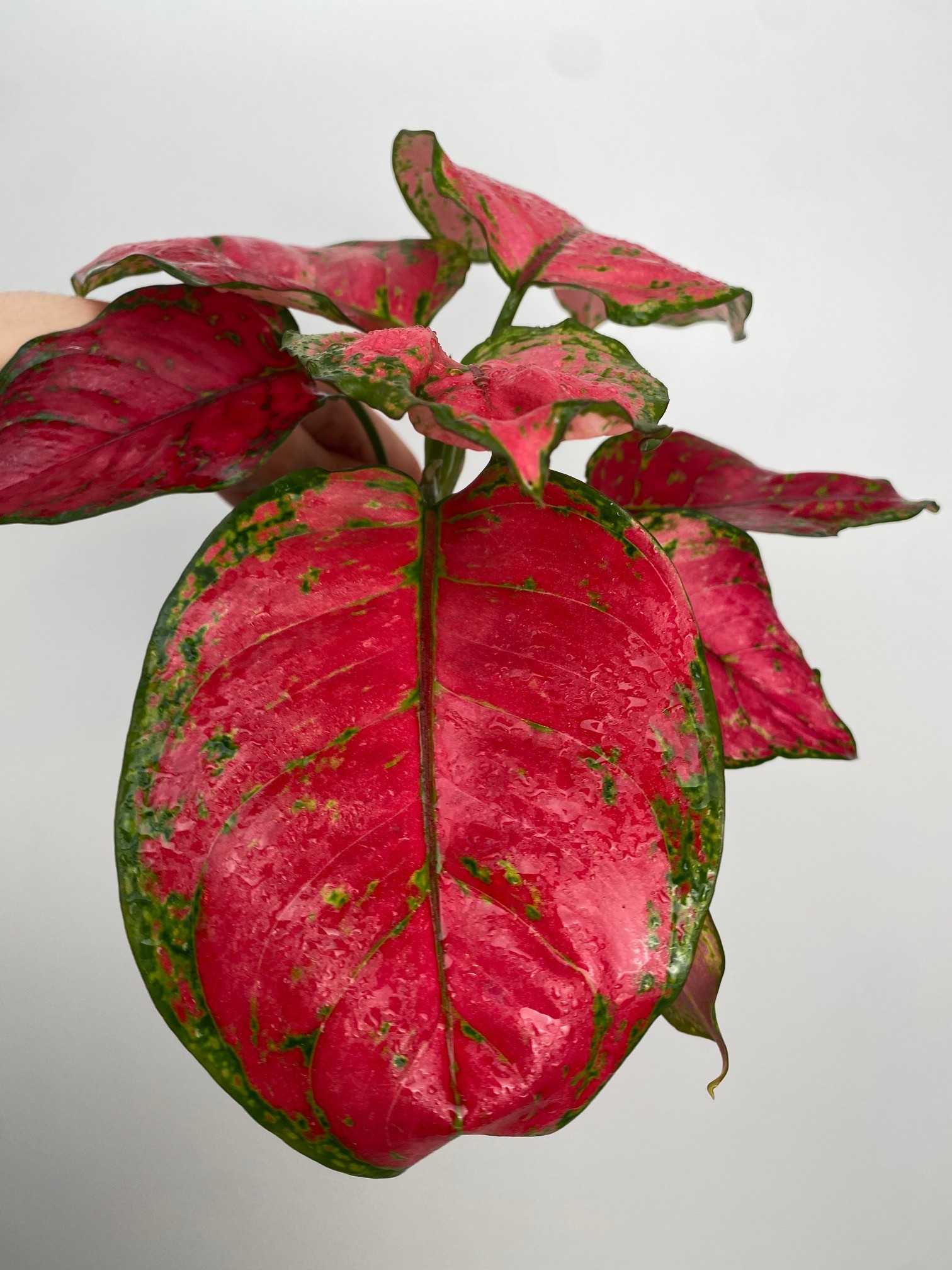 Aglaonema Red