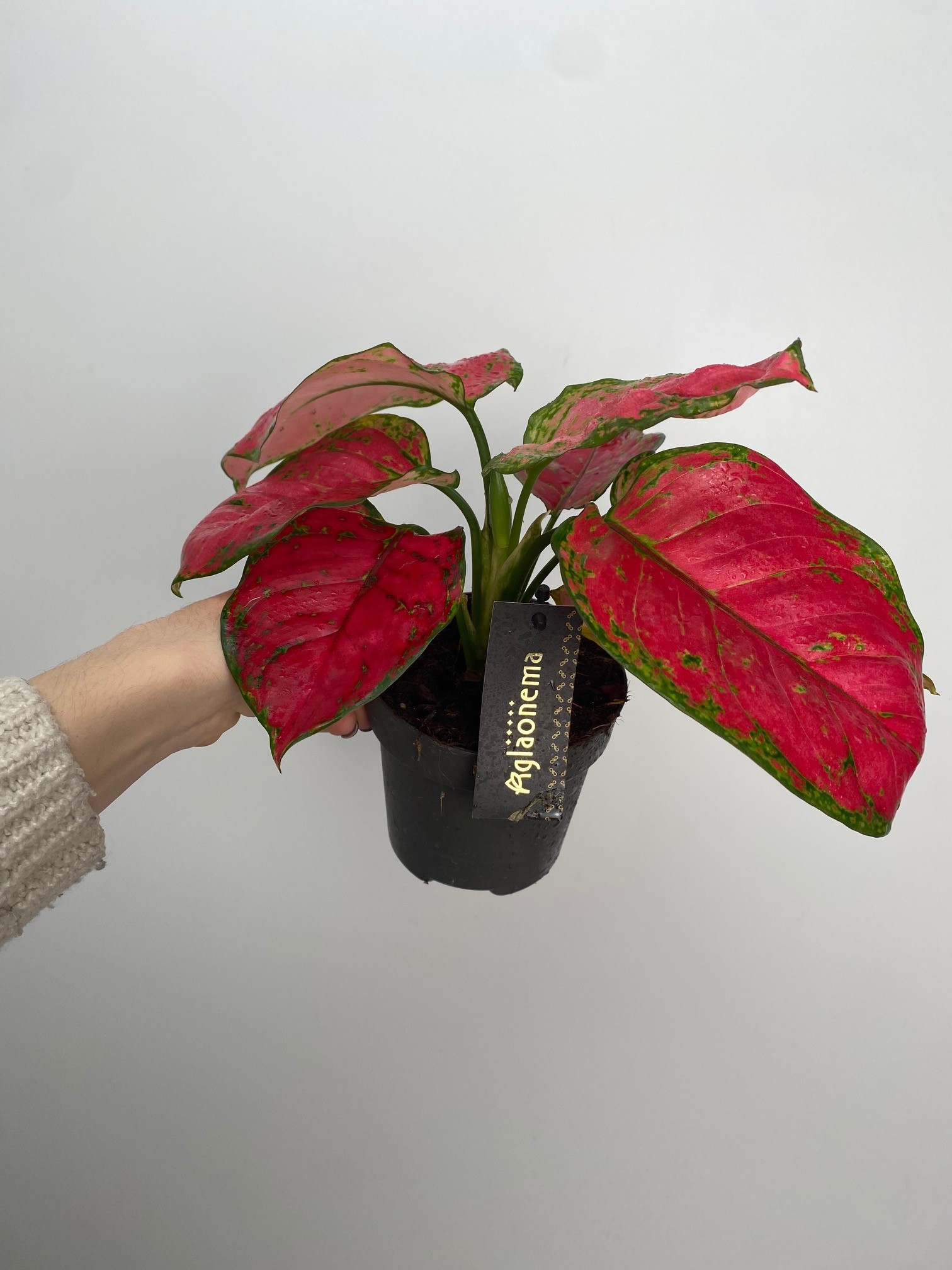 Aglaonema Red