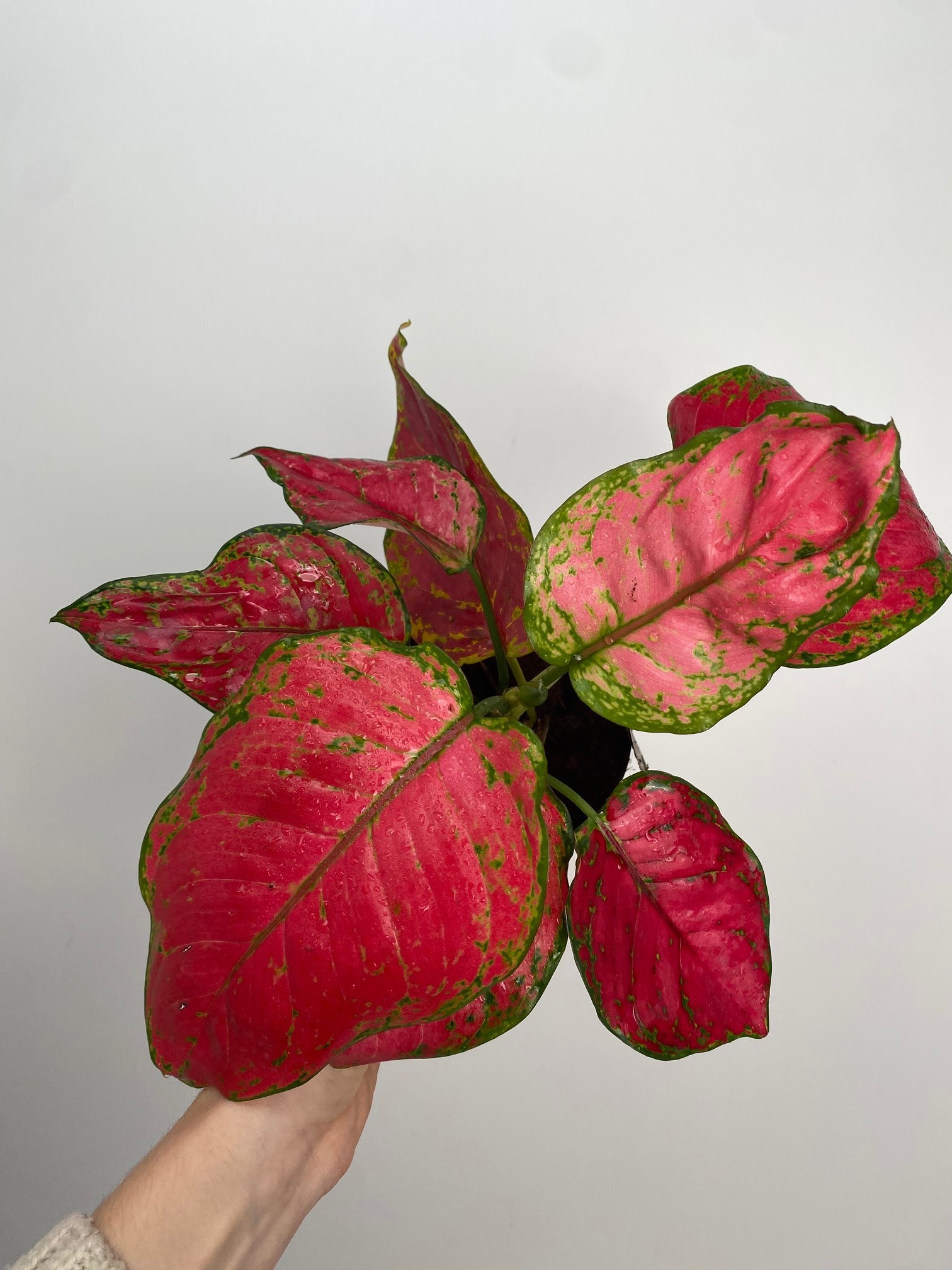 Aglaonema Red