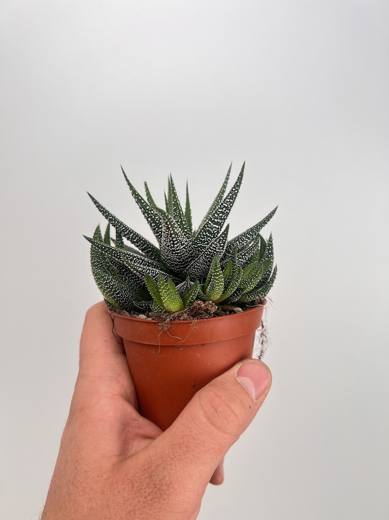 Haworthia limifolia x longiana