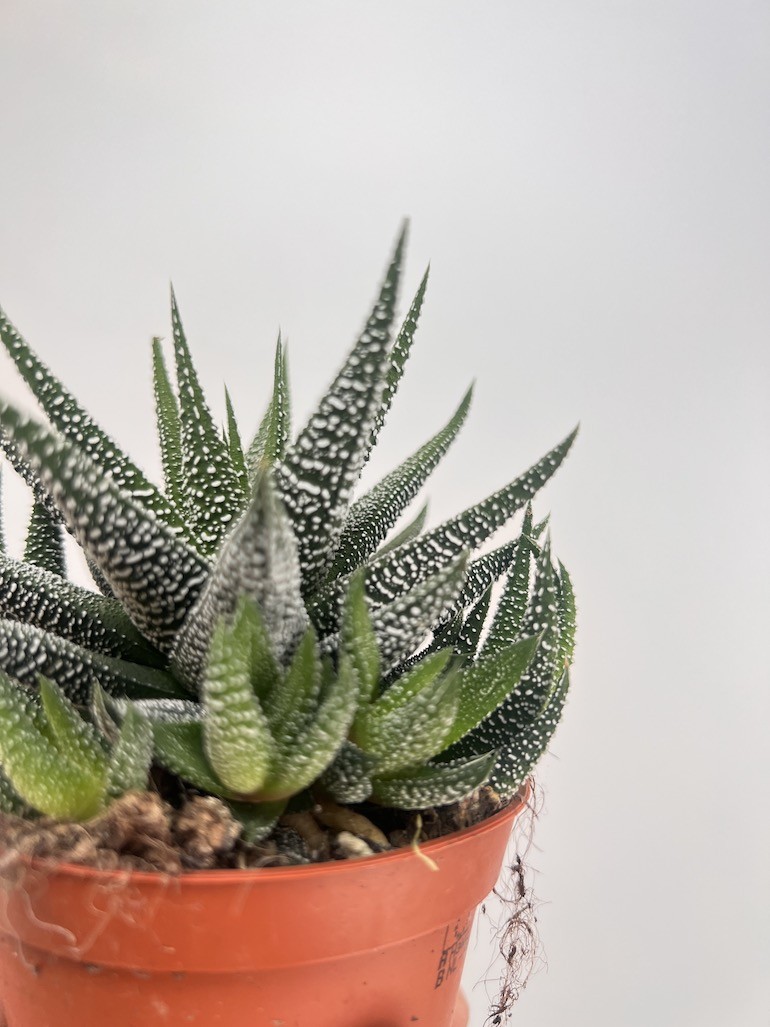 Haworthia limifolia x longiana