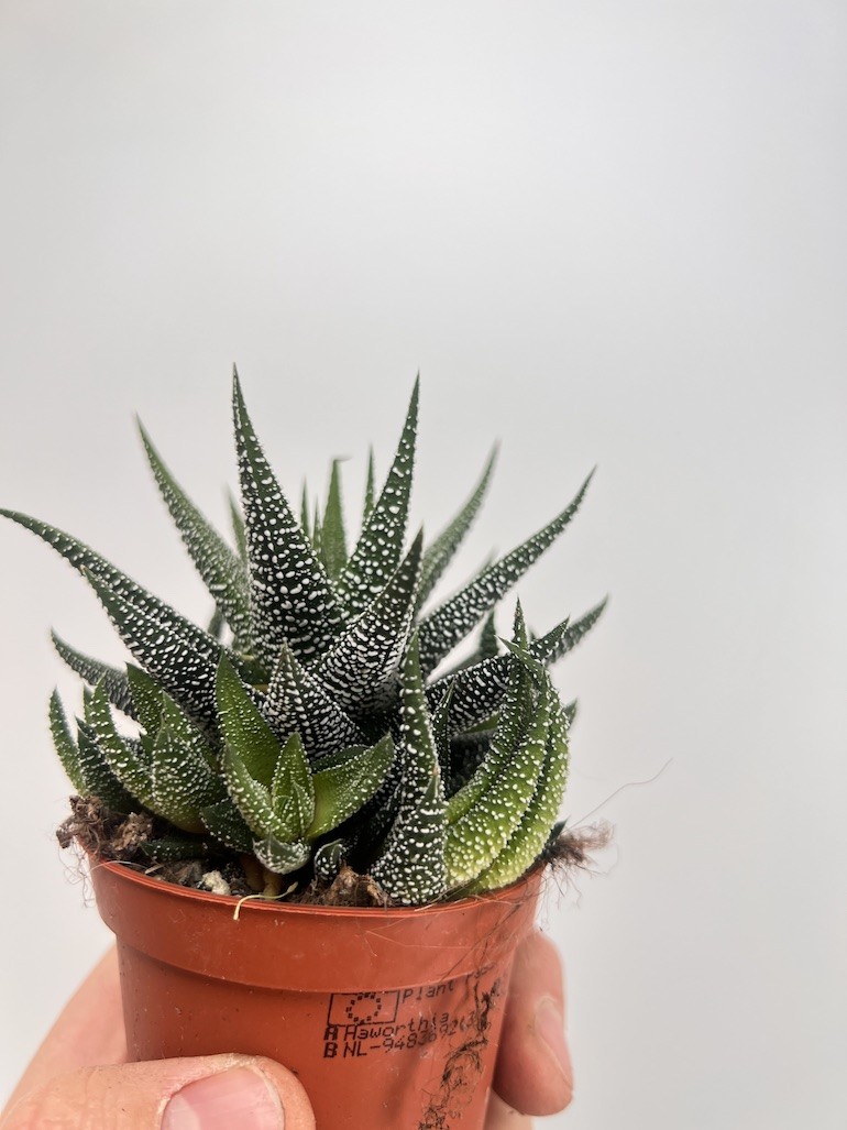 Haworthia limifolia x longiana